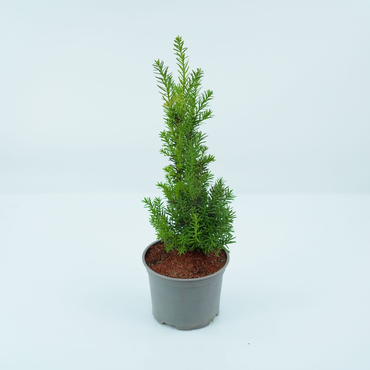 TAXUS MEDIA 'HICKSII' Cis pośredni