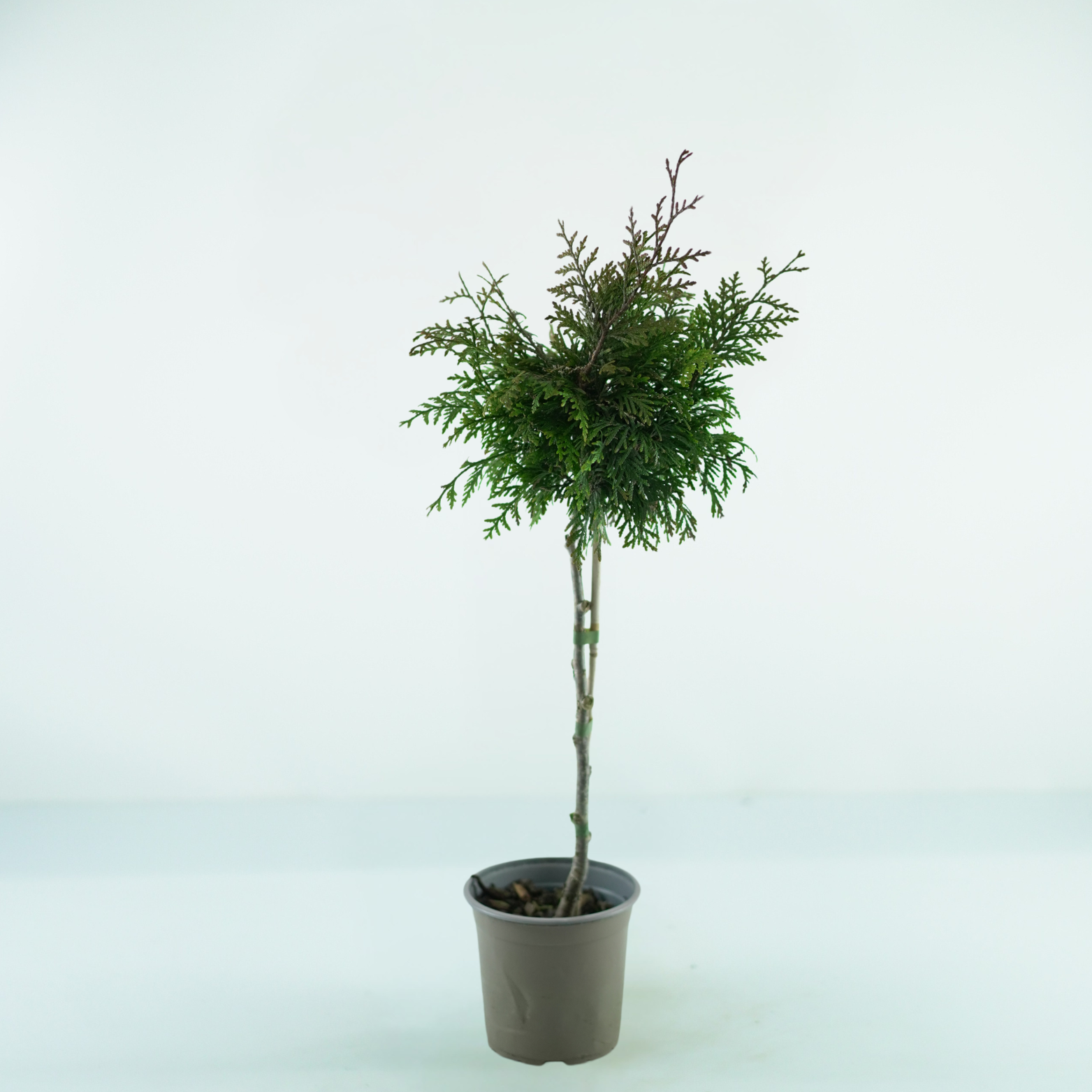 THUJA PLICATA 'GELDERLAND' Żywotnik olbrzymi szczepiony na pniu