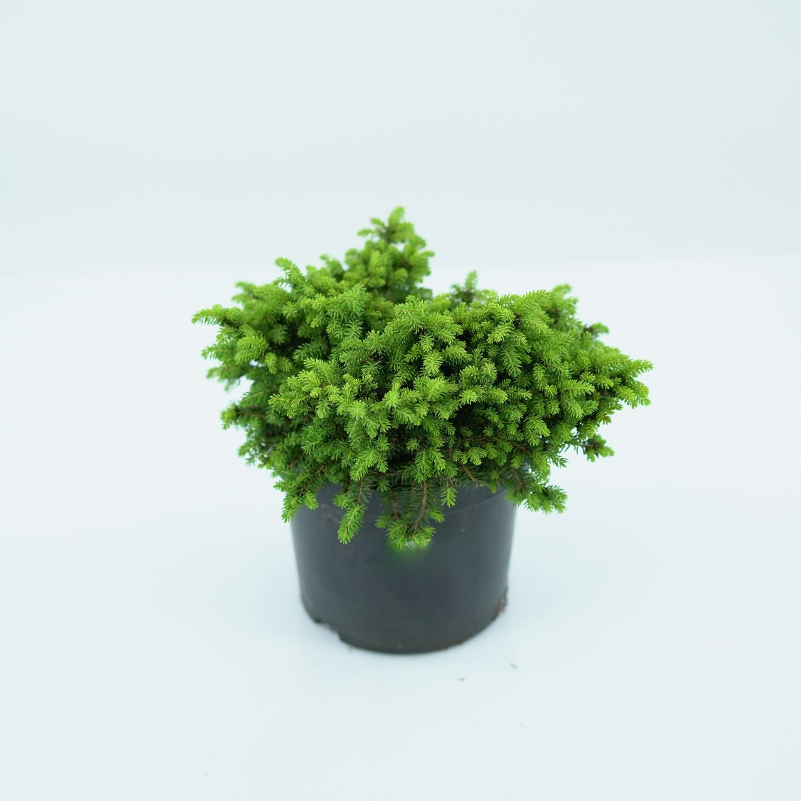 THUJA 'LITTLE GEM' Żywotnik Zachodni