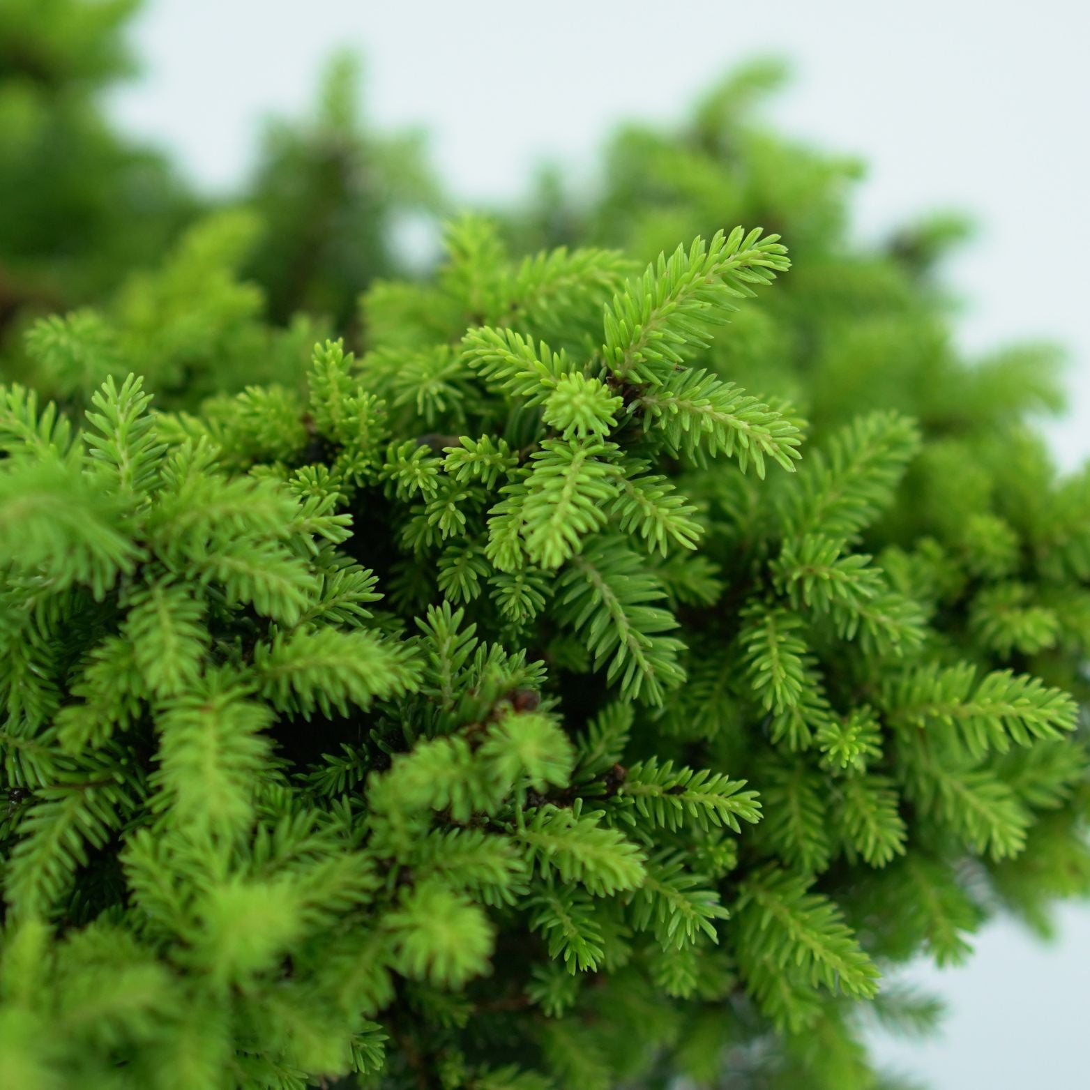 THUJA 'LITTLE GEM' Żywotnik Zachodni