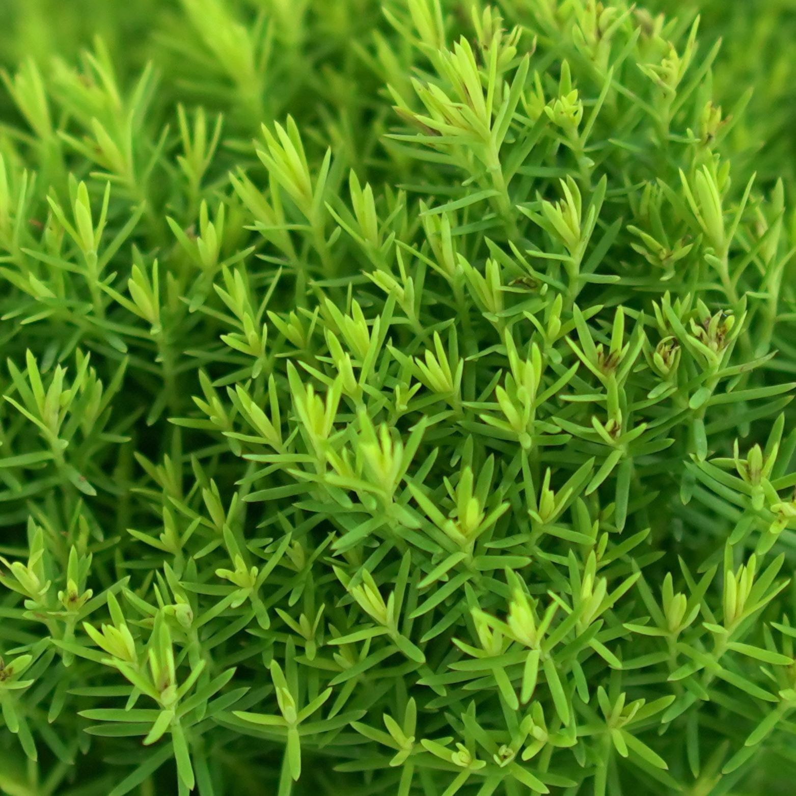 THUJA OCCIDENTALIS 'ANNIEK' Żywotnik Zachodni