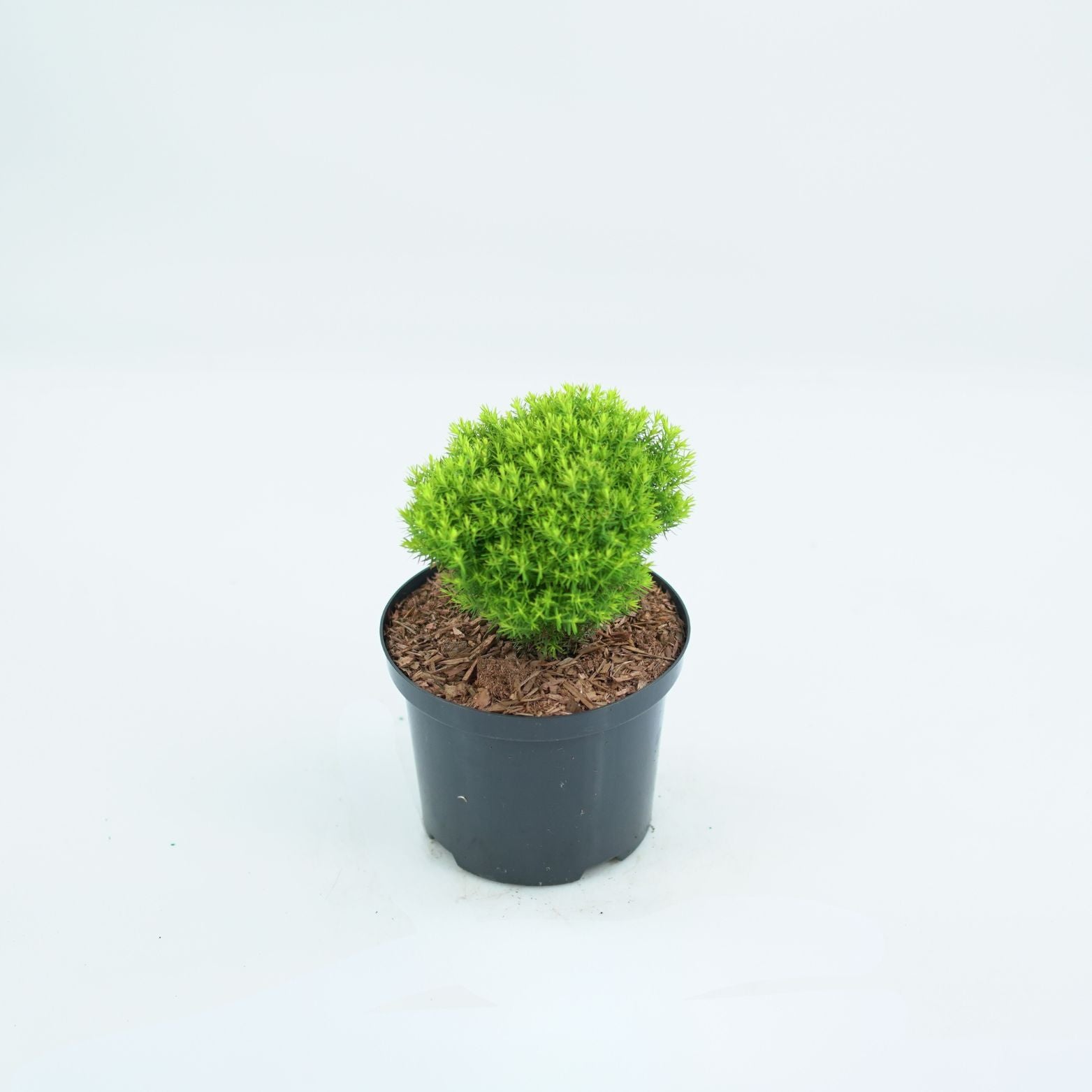THUJA OCCIDENTALIS 'ANNIEK' Żywotnik Zachodni