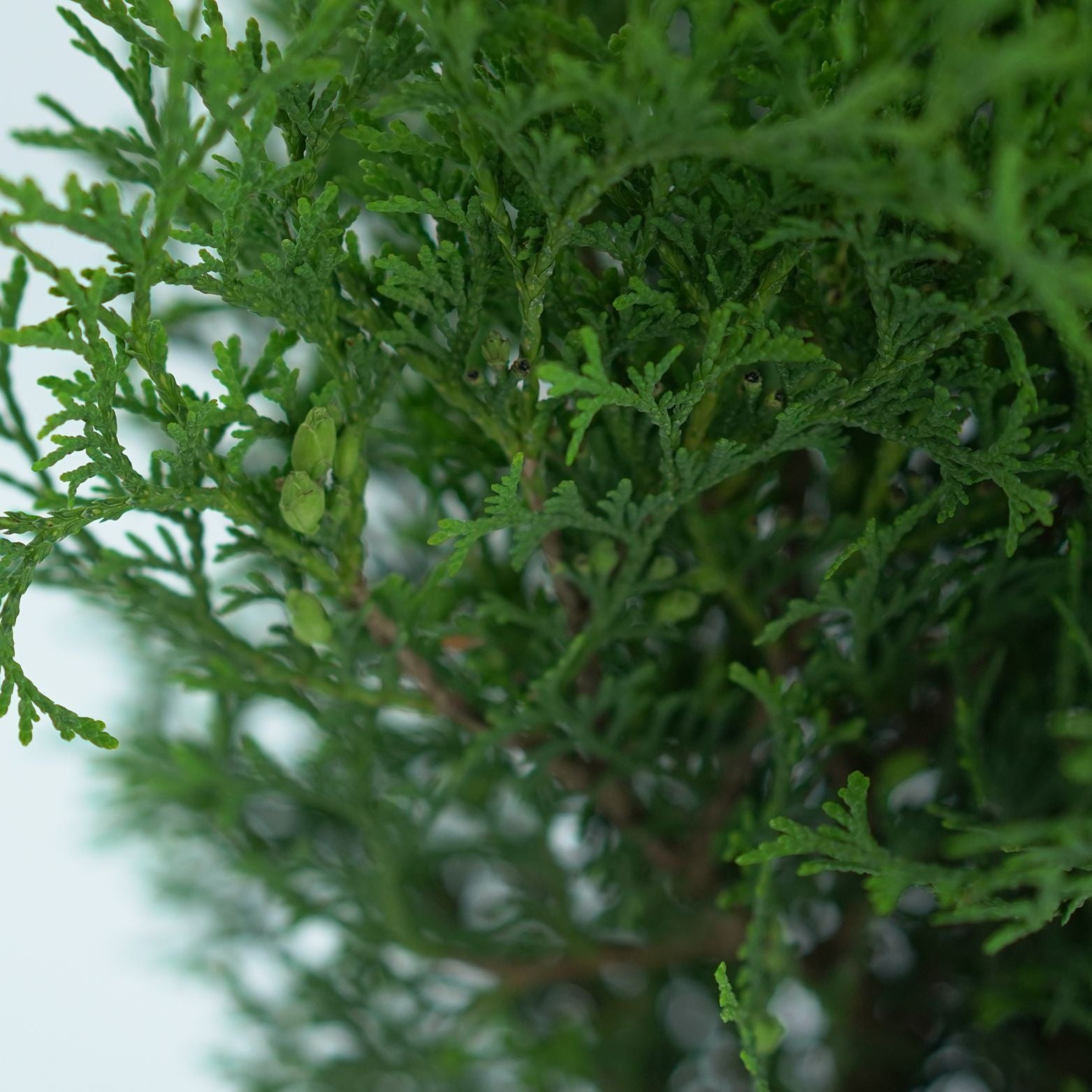 THUJA OCCIDENTALIS 'DANICA' Żywotnik Zachodni
