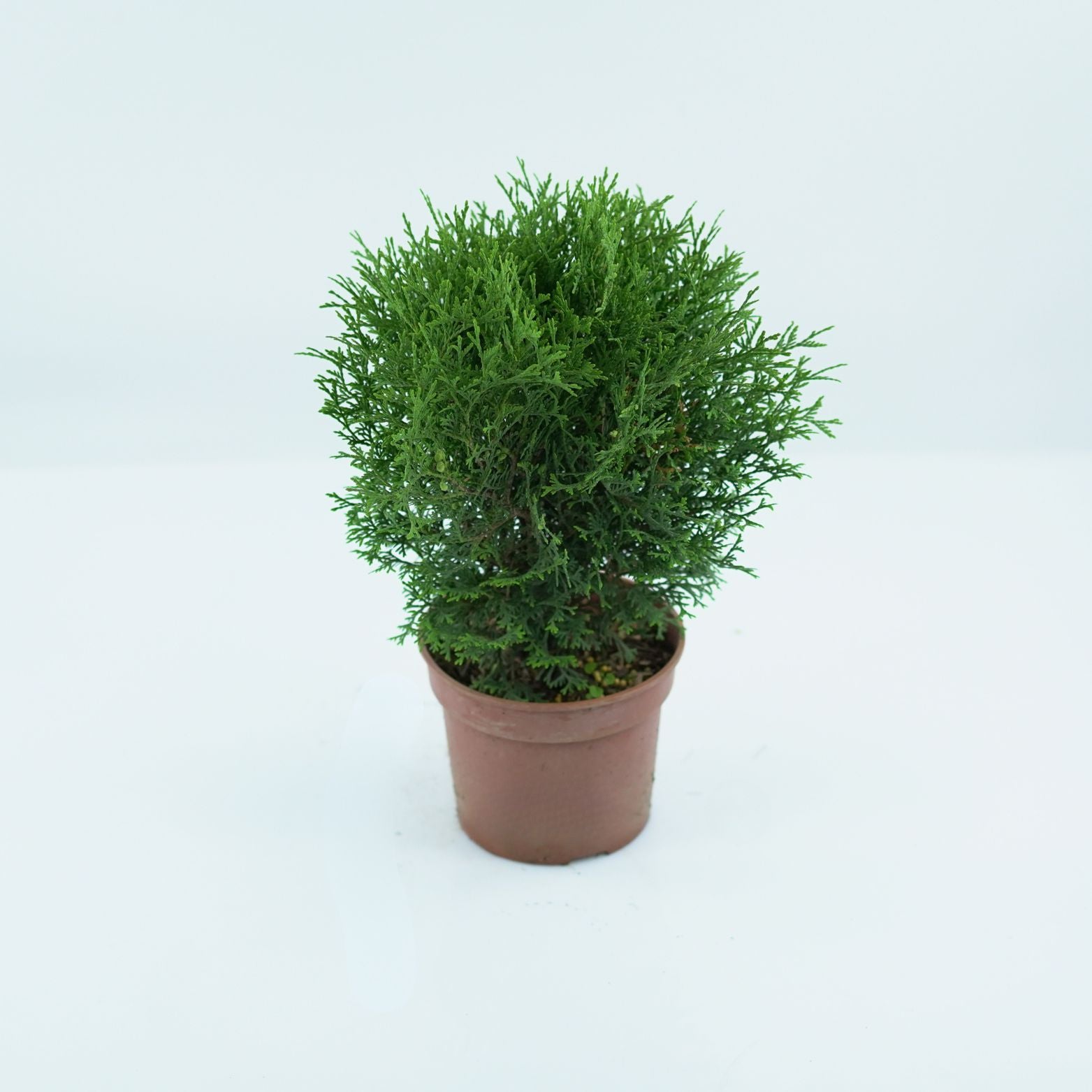 THUJA OCCIDENTALIS 'DANICA' Żywotnik Zachodni