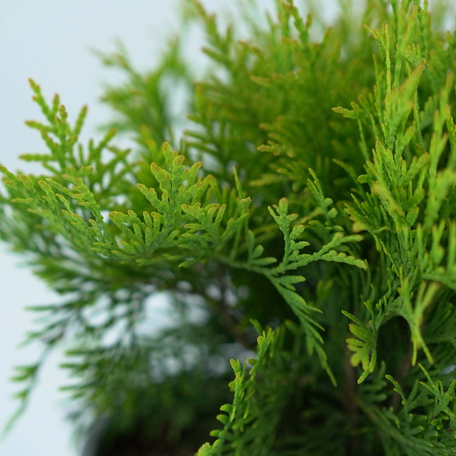 THUJA OCCIDENTALIS 'GOLDEN GLOBE' Żywotnik Zachodni