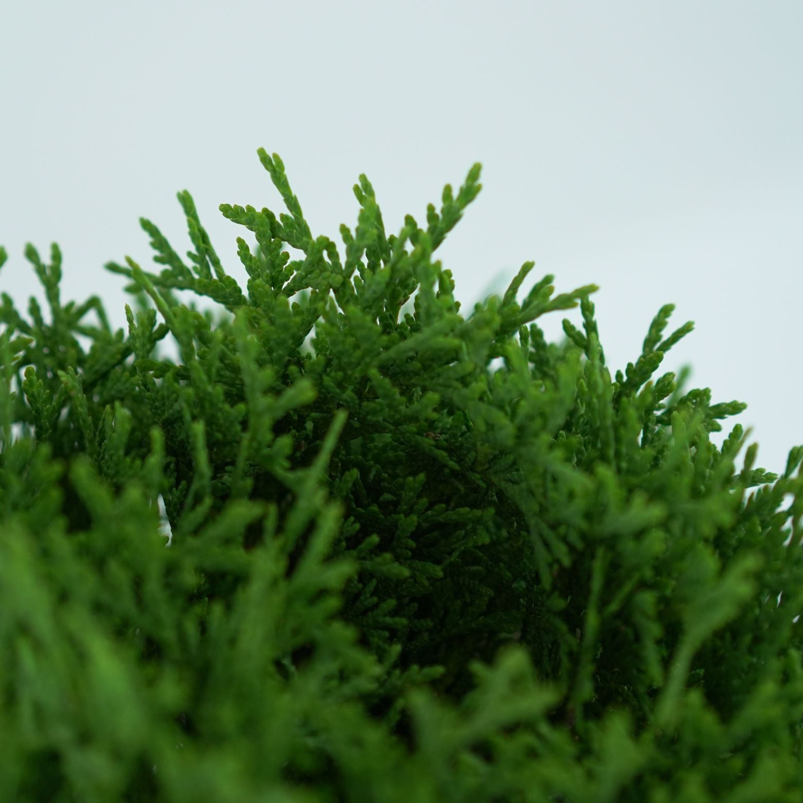 THUJA OCCIDENTALIS 'HOSERI' Żywotnik Zachodni