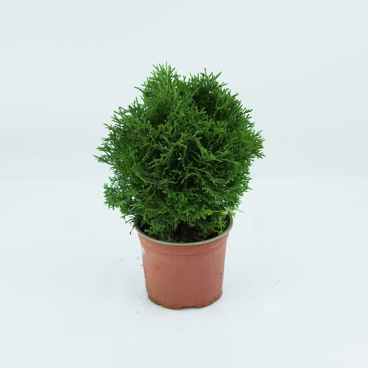 THUJA OCCIDENTALIS 'HOSERI' Żywotnik Zachodni