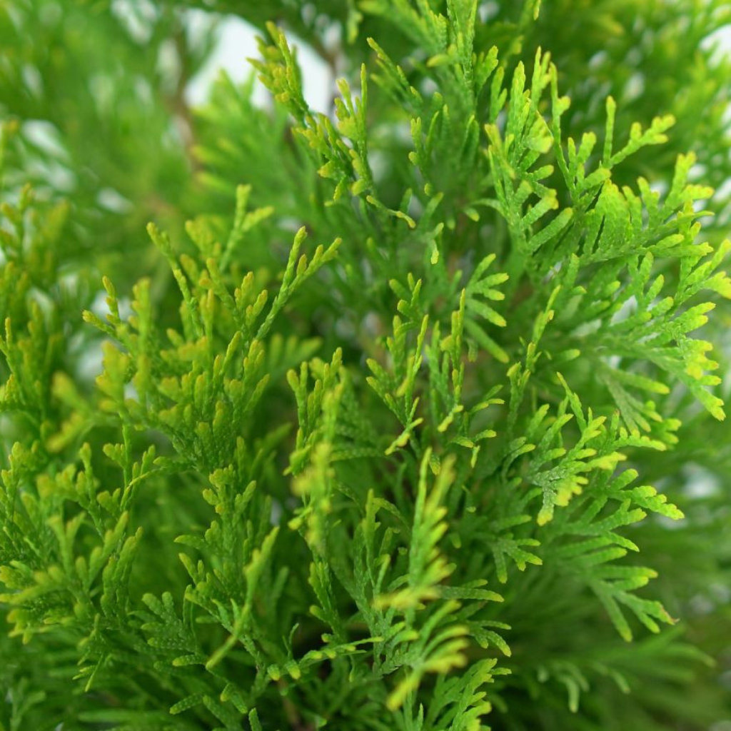 THUJA OCCIDENTALIS 'JANTAR' Żywotnik Zachodni