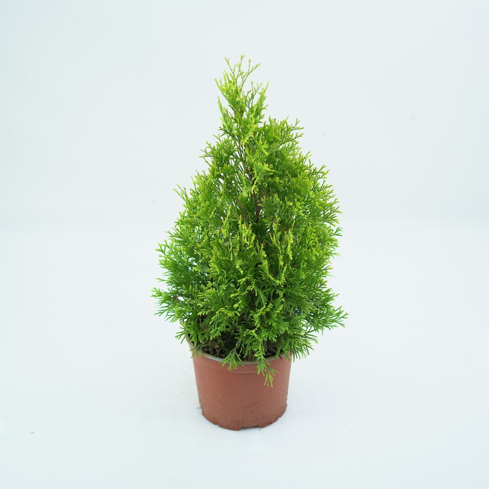 THUJA OCCIDENTALIS 'JANTAR' Żywotnik Zachodni