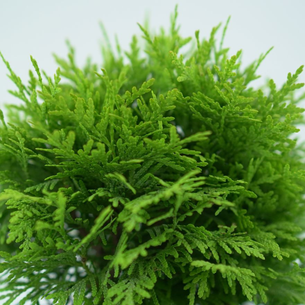 THUJA OCCIDENTALIS 'MIRJAM' Żywotnik Zachodni