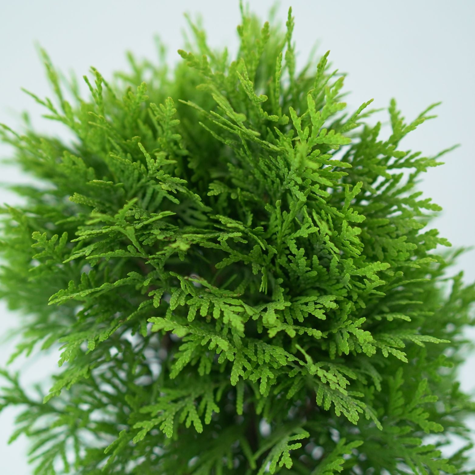 THUJA OCCIDENTALIS 'MIRJAM' Żywotnik Zachodni