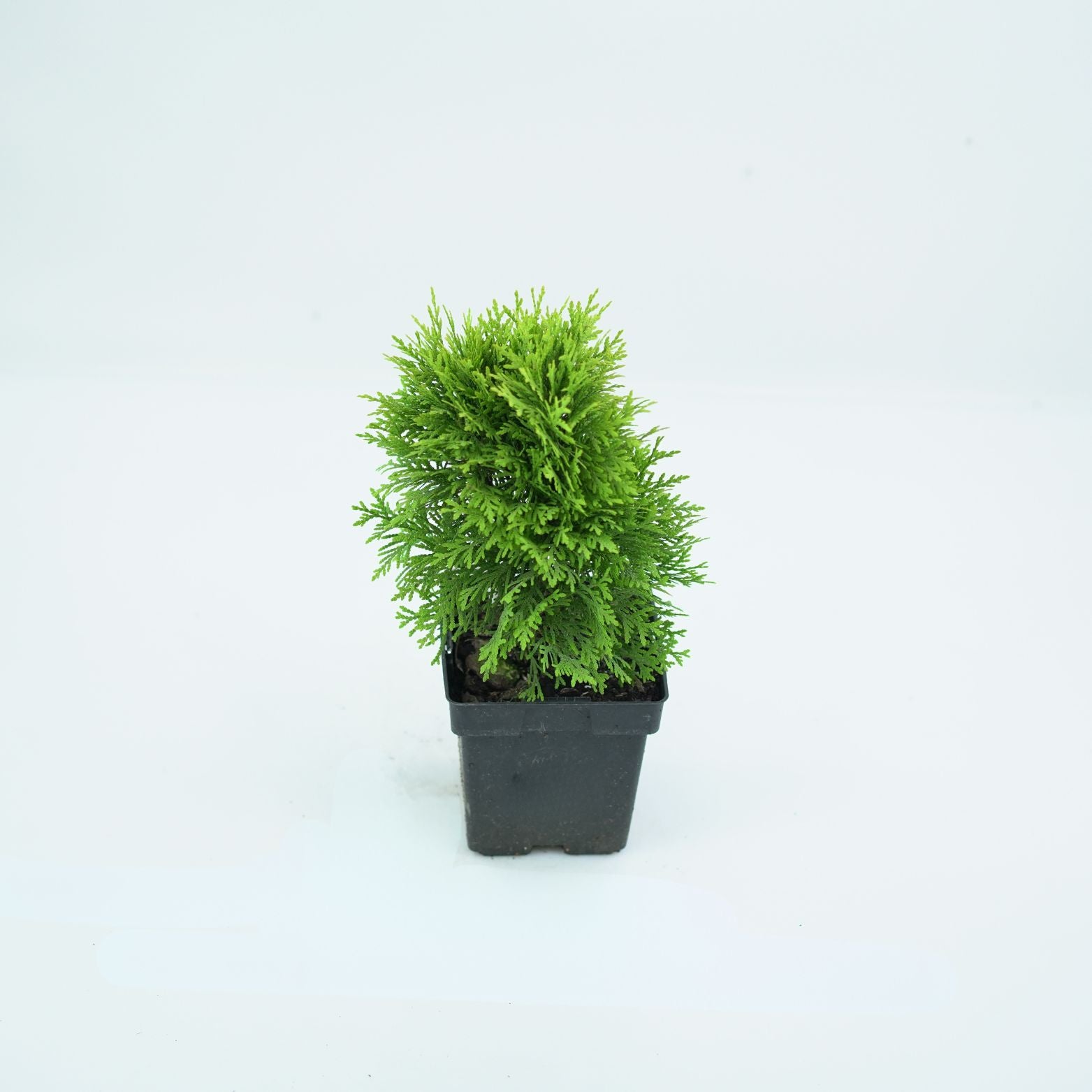 THUJA OCCIDENTALIS 'MIRJAM' Żywotnik Zachodni