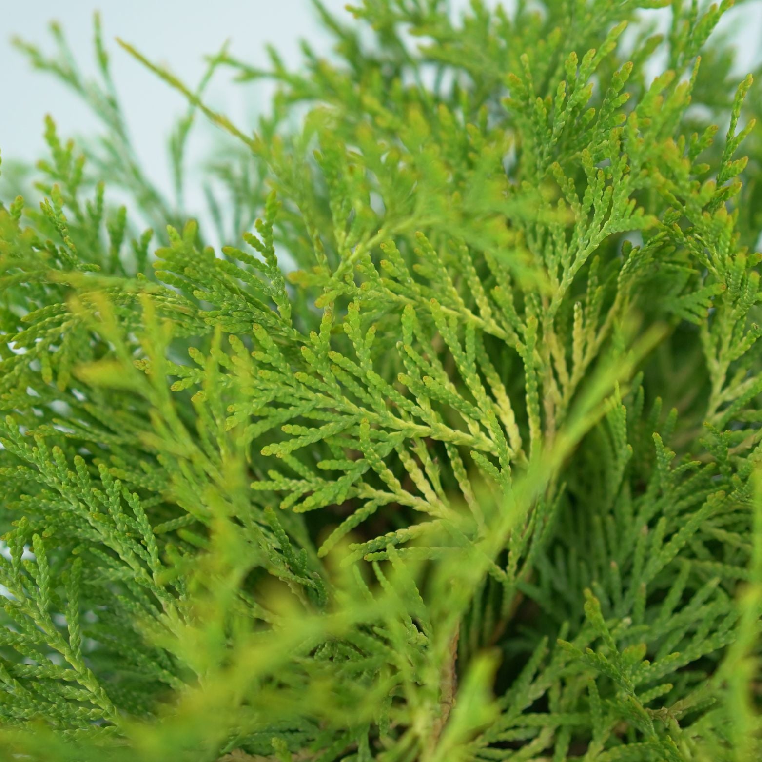THUJA OCCIDENTALIS 'MR. BOWLING BALL' Żywotnik Zachodni