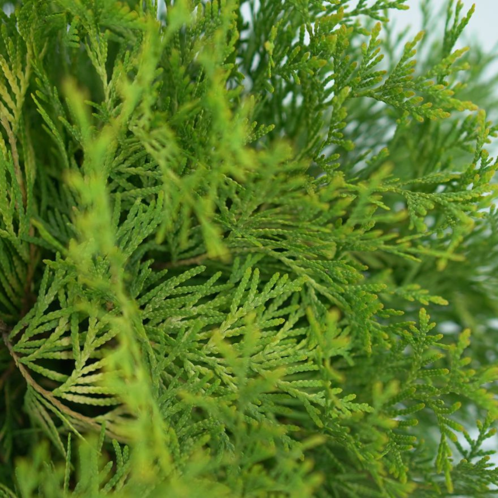 THUJA OCCIDENTALIS 'MR. BOWLING BALL' Żywotnik Zachodni