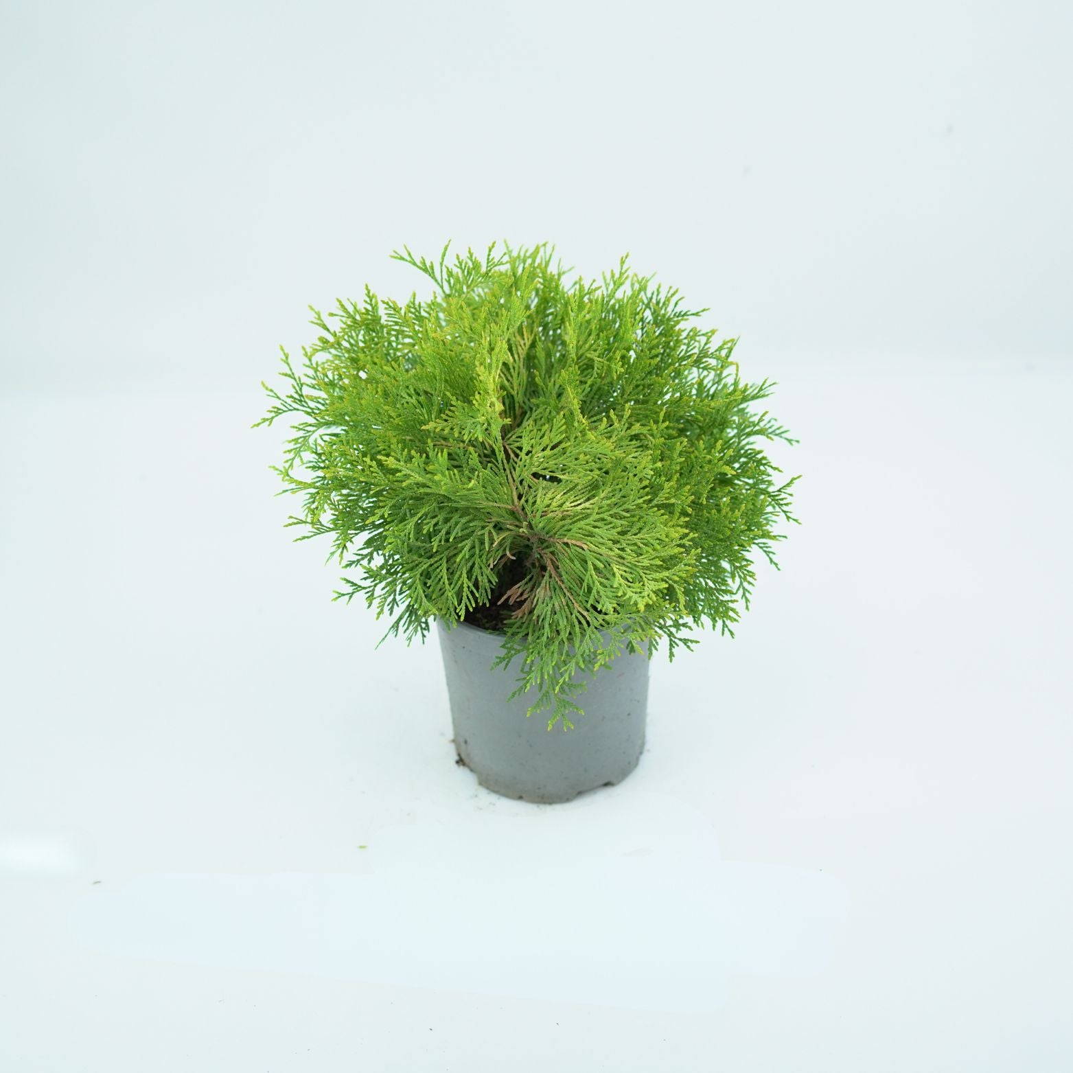 THUJA OCCIDENTALIS 'MR. BOWLING BALL' Żywotnik Zachodni