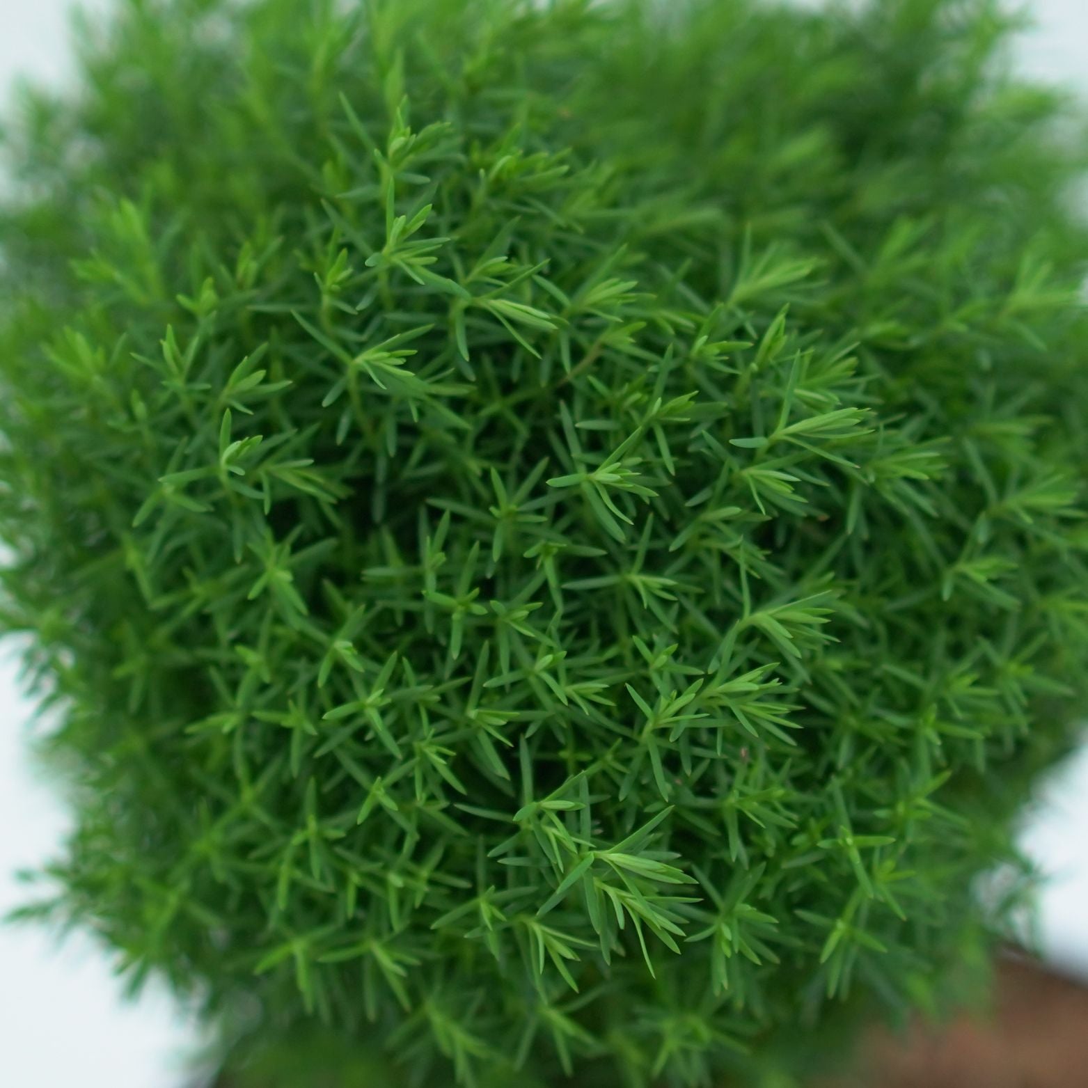 THUJA OCCIDENTALIS 'TEDDY' Żywotnik Zachodni