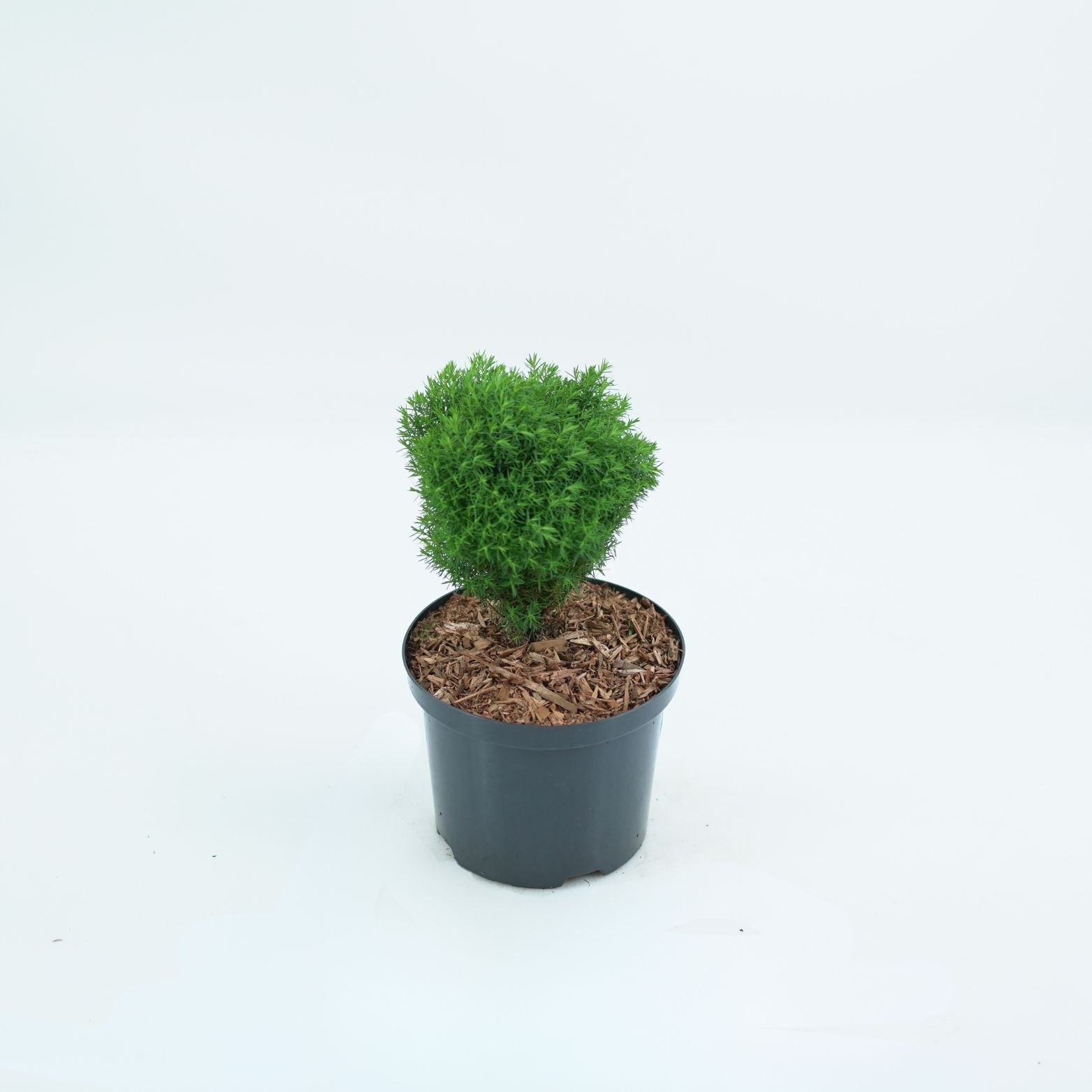 THUJA OCCIDENTALIS 'TEDDY' Żywotnik Zachodni
