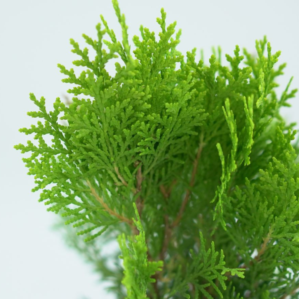  THUJA ORIENTALIS 'AUREA NANA' Żywotnik Zachodni