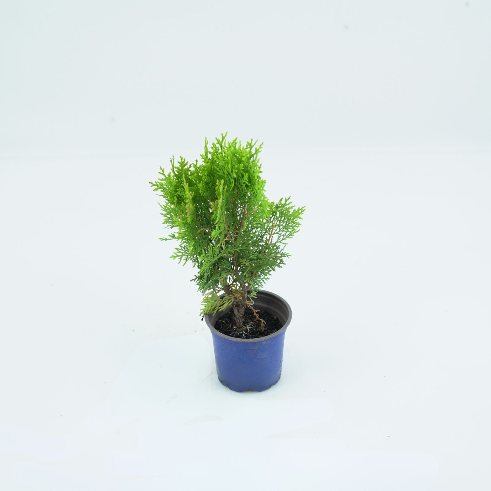 THUJA ORIENTALIS 'AUREA NANA' Żywotnik Zachodni