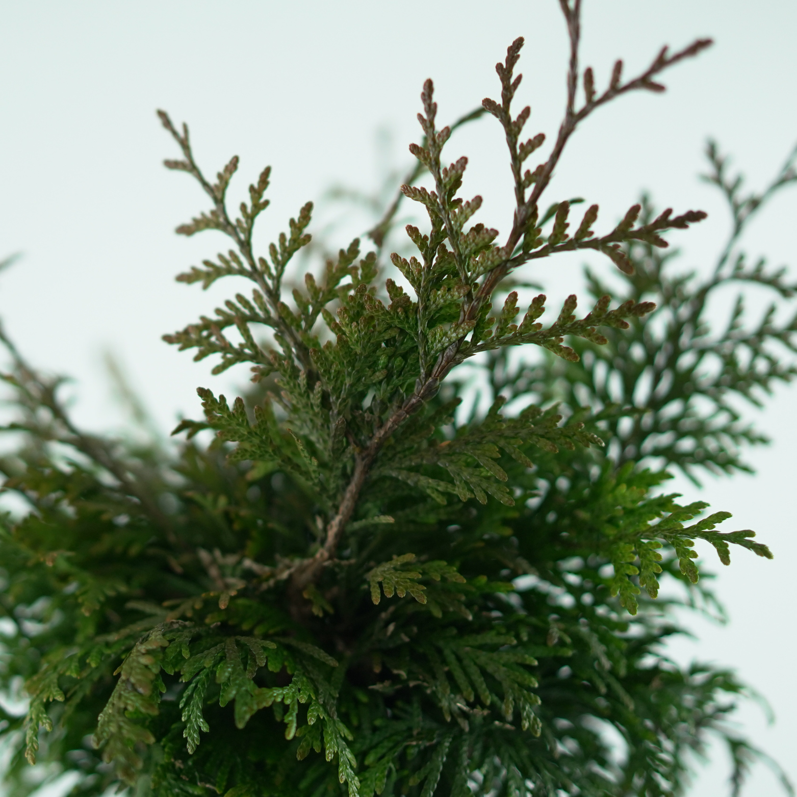 THUJA PLICATA 'GELDERLAND' Żywotnik olbrzymi szczepiony na pniu