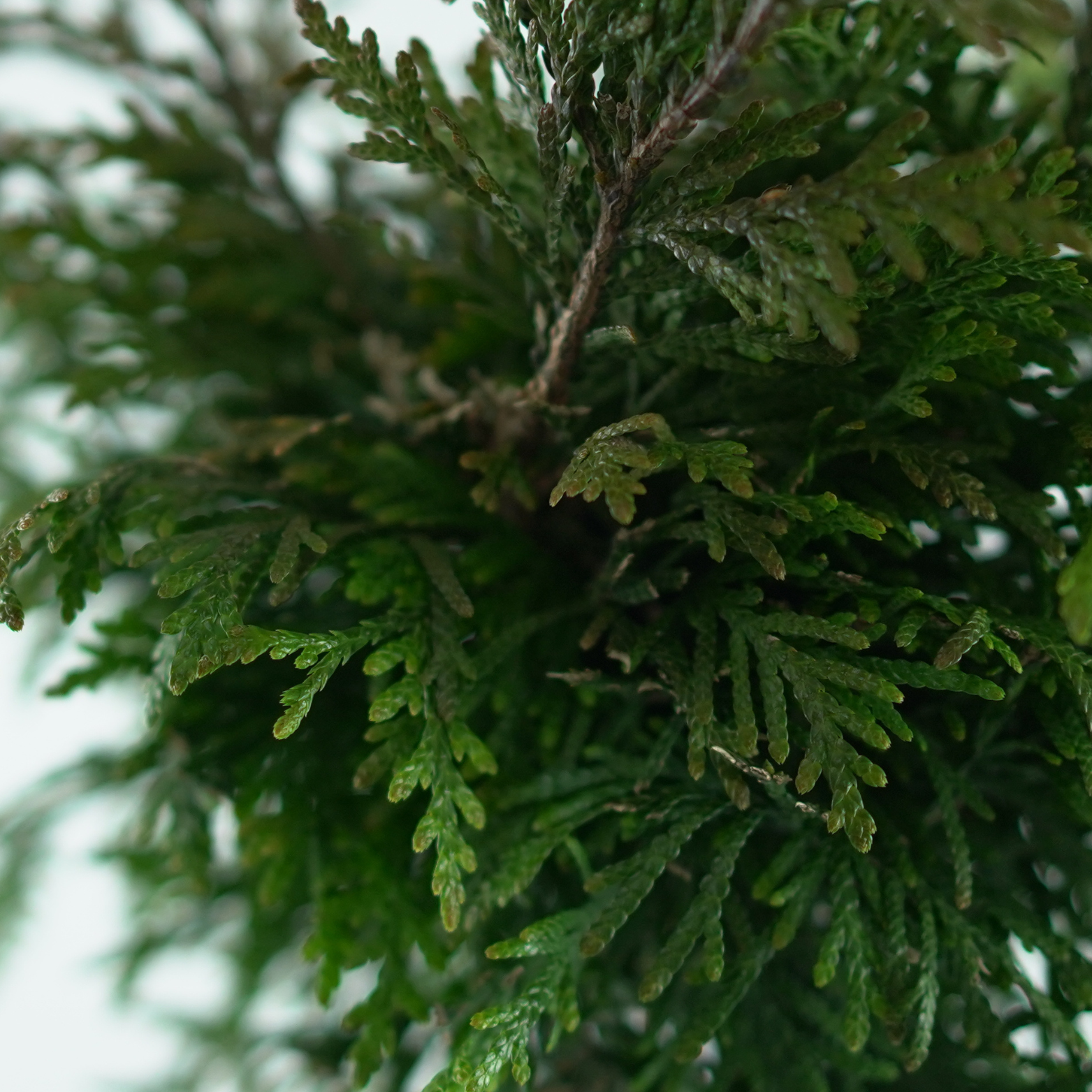 THUJA PLICATA 'GELDERLAND' Żywotnik olbrzymi szczepiony na pniu