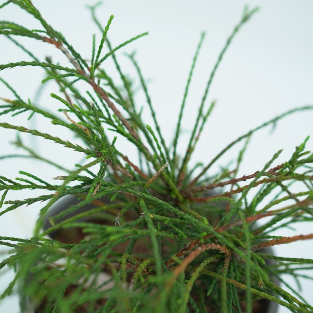 THUJA PLICATA 'WHIPCORD' Żywotnik olbrzymi