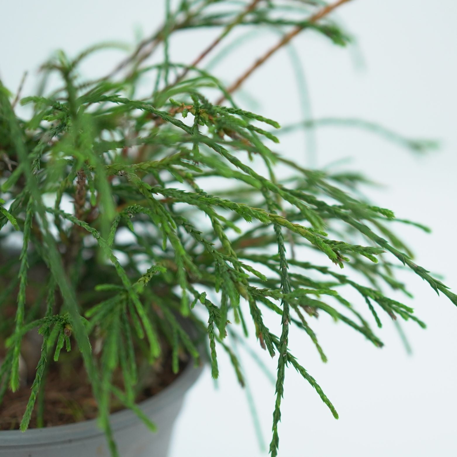THUJA PLICATA 'WHIPCORD' Żywotnik olbrzymi