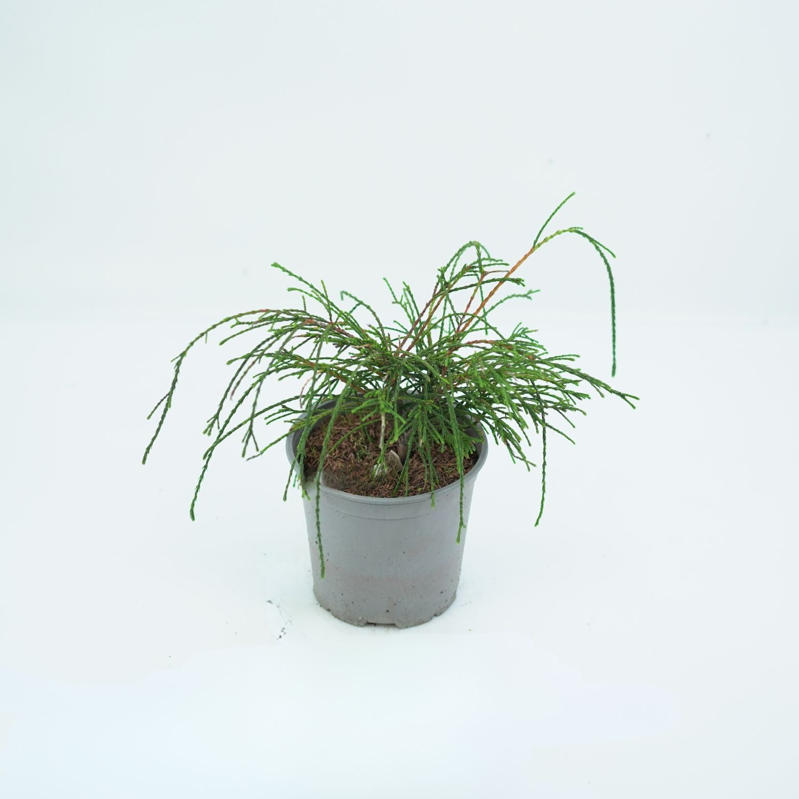 THUJA PLICATA 'WHIPCORD' Żywotnik olbrzymi