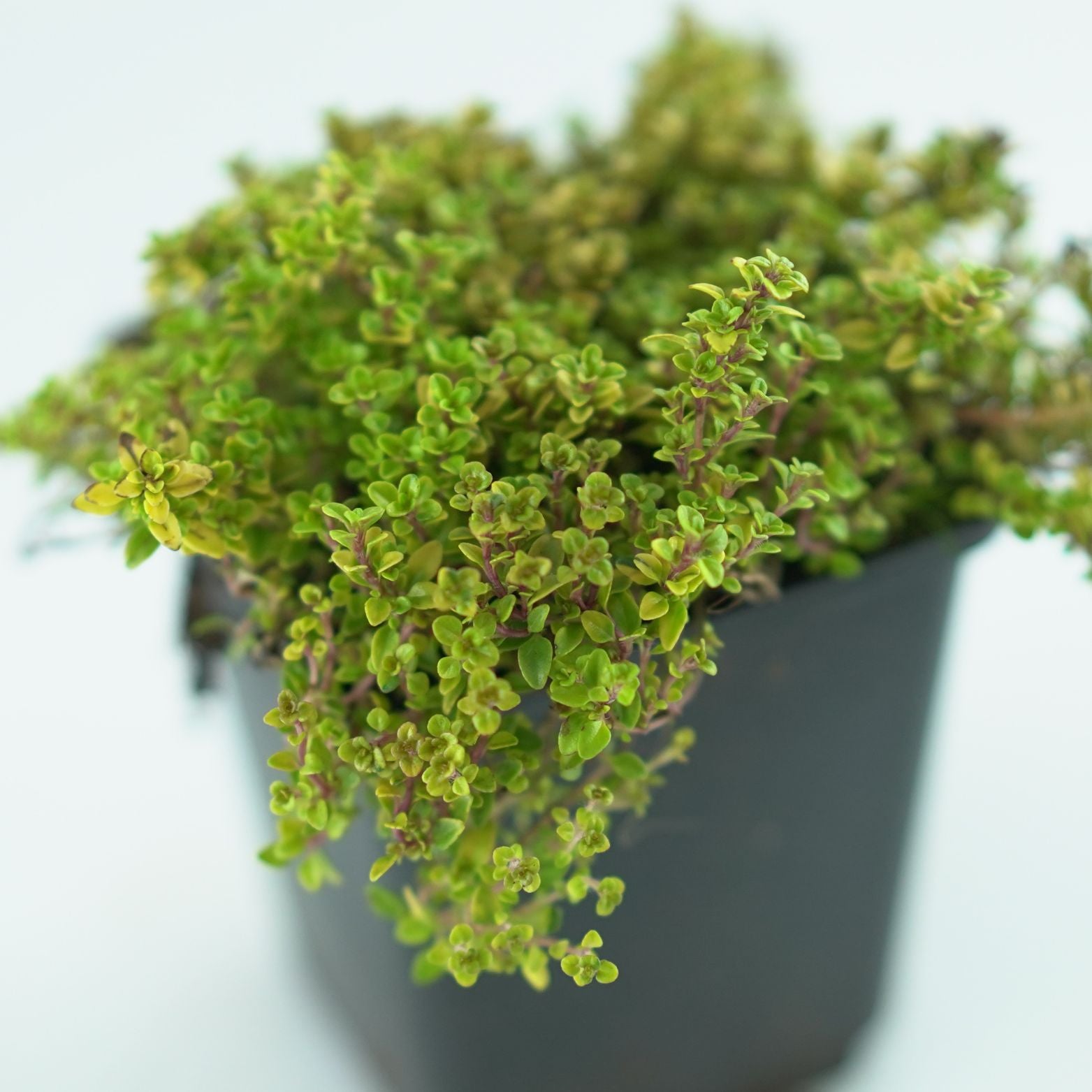 THYMUS CITRIDORUS 'Bertram Anderson' Tymianek cytrynowy 