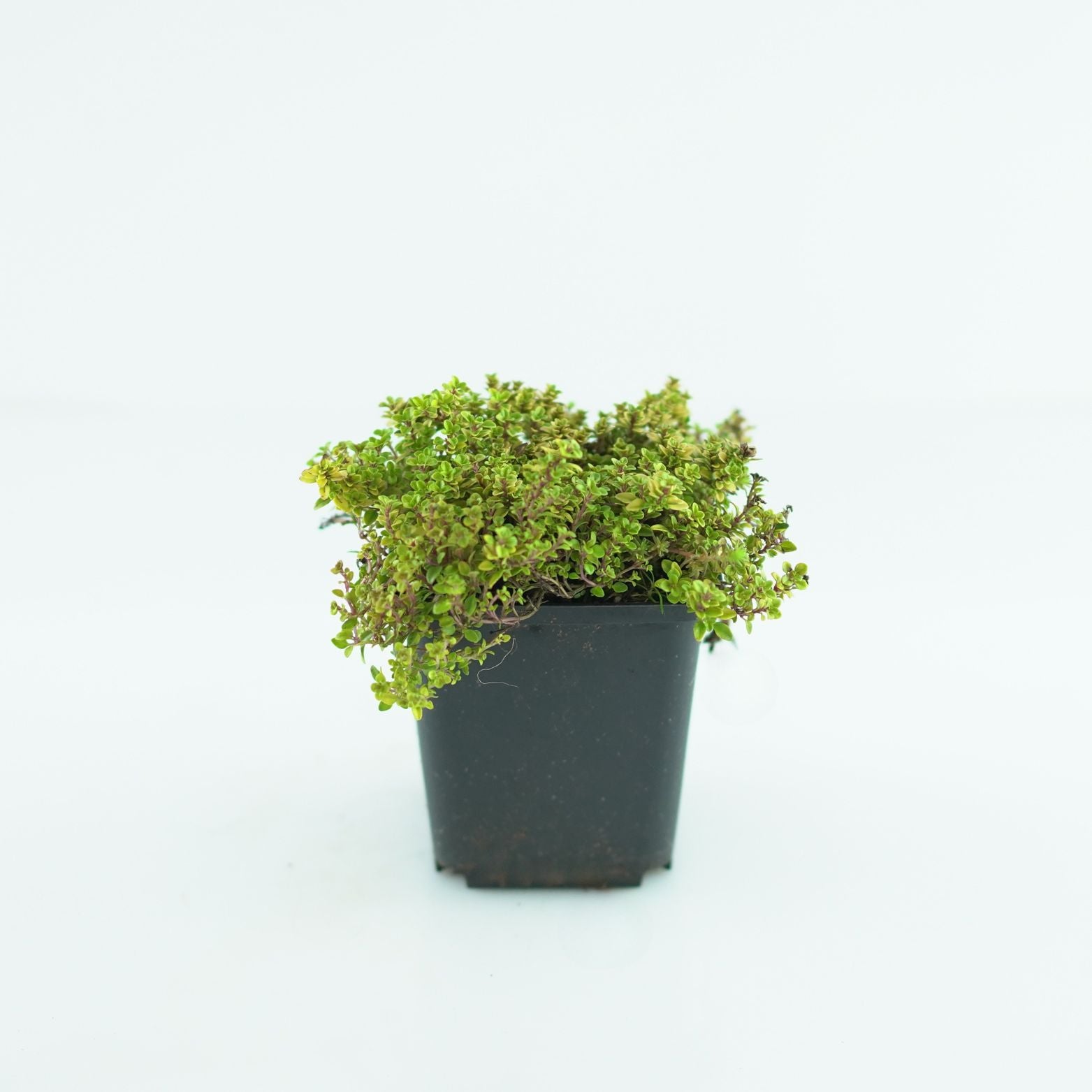 THYMUS CITRIDORUS 'Bertram Anderson' Tymianek cytrynowy 