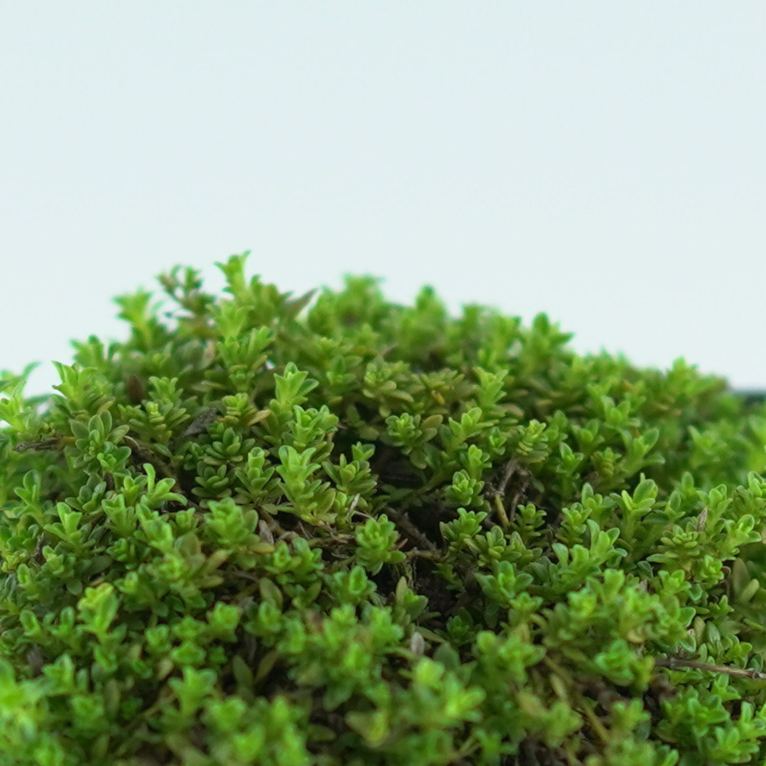 THYMUS PRAECOX 'Albiflorus' Macierzanka wczesna