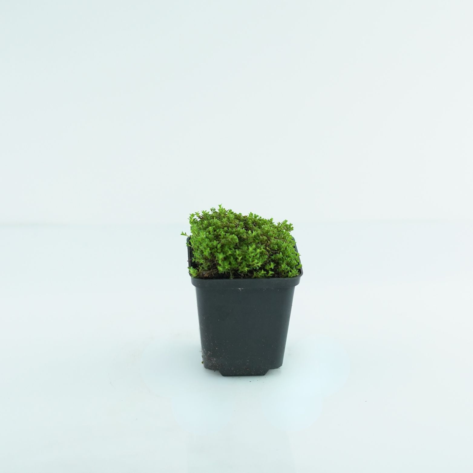 THYMUS PRAECOX 'Albiflorus' Macierzanka wczesna