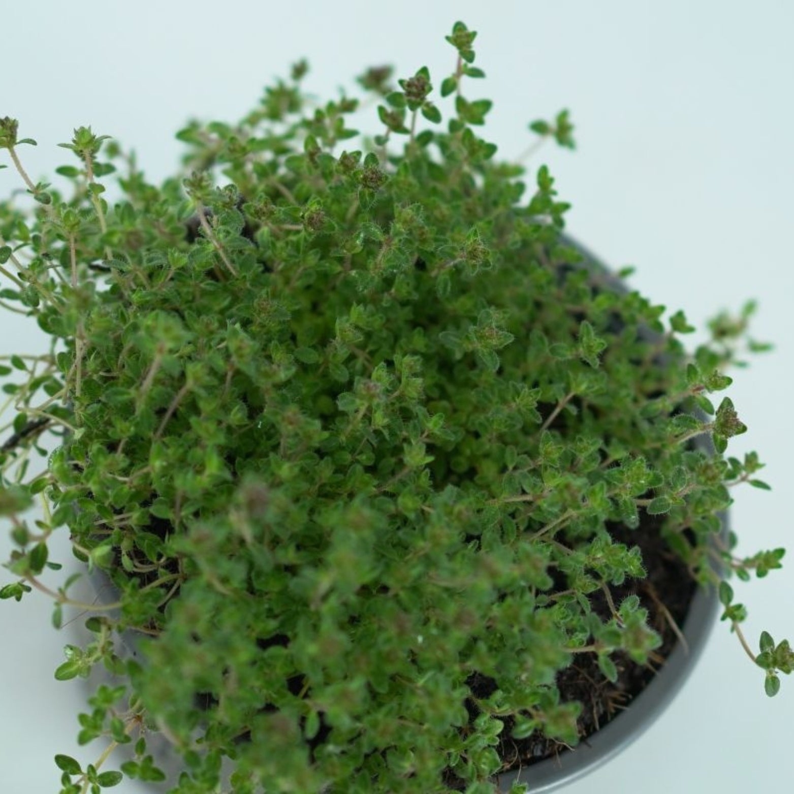 THYMUS PRAECOX Macierzanka wczesna