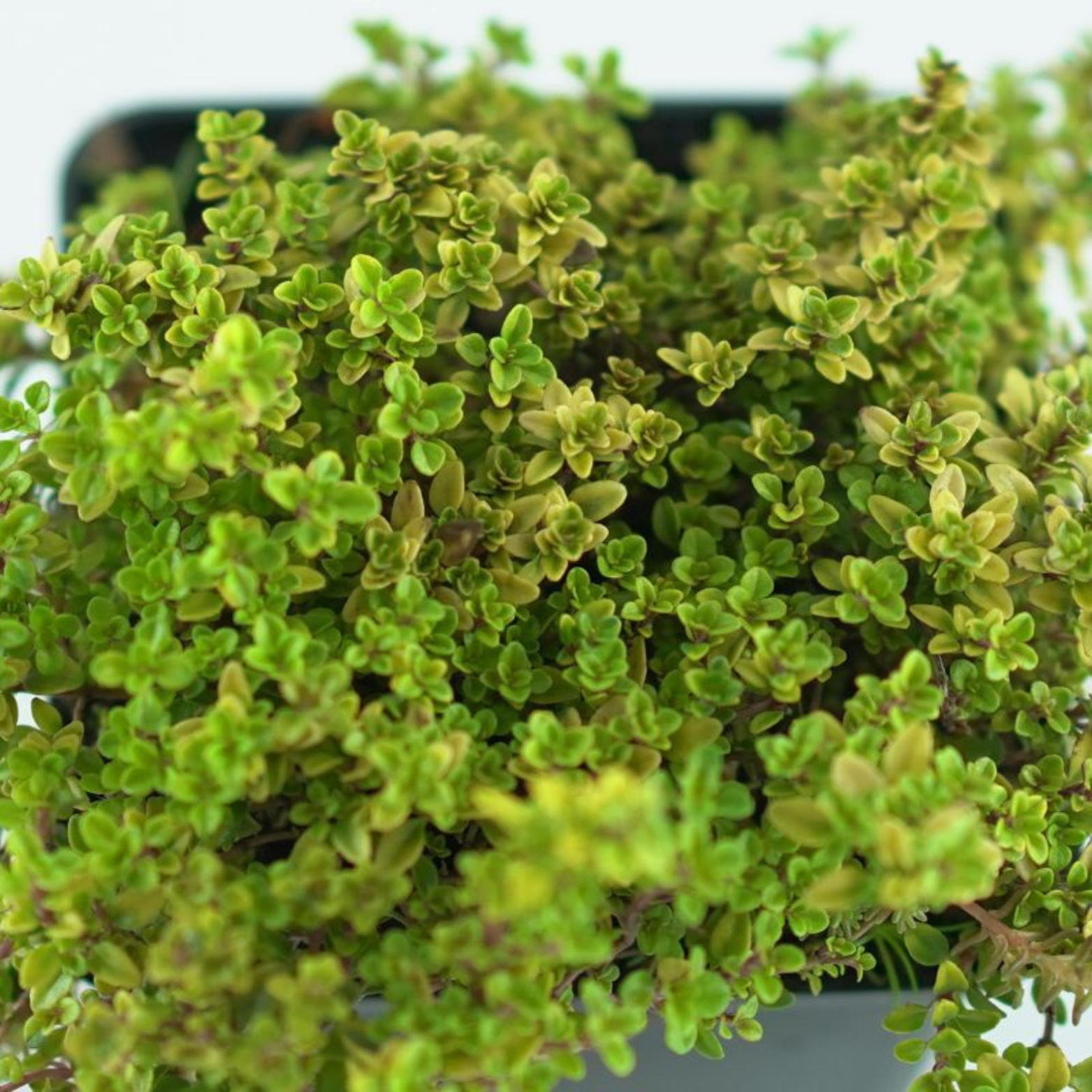 THYMUS CITRIDORUS 'Bertram Anderson' Tymianek cytrynowy 