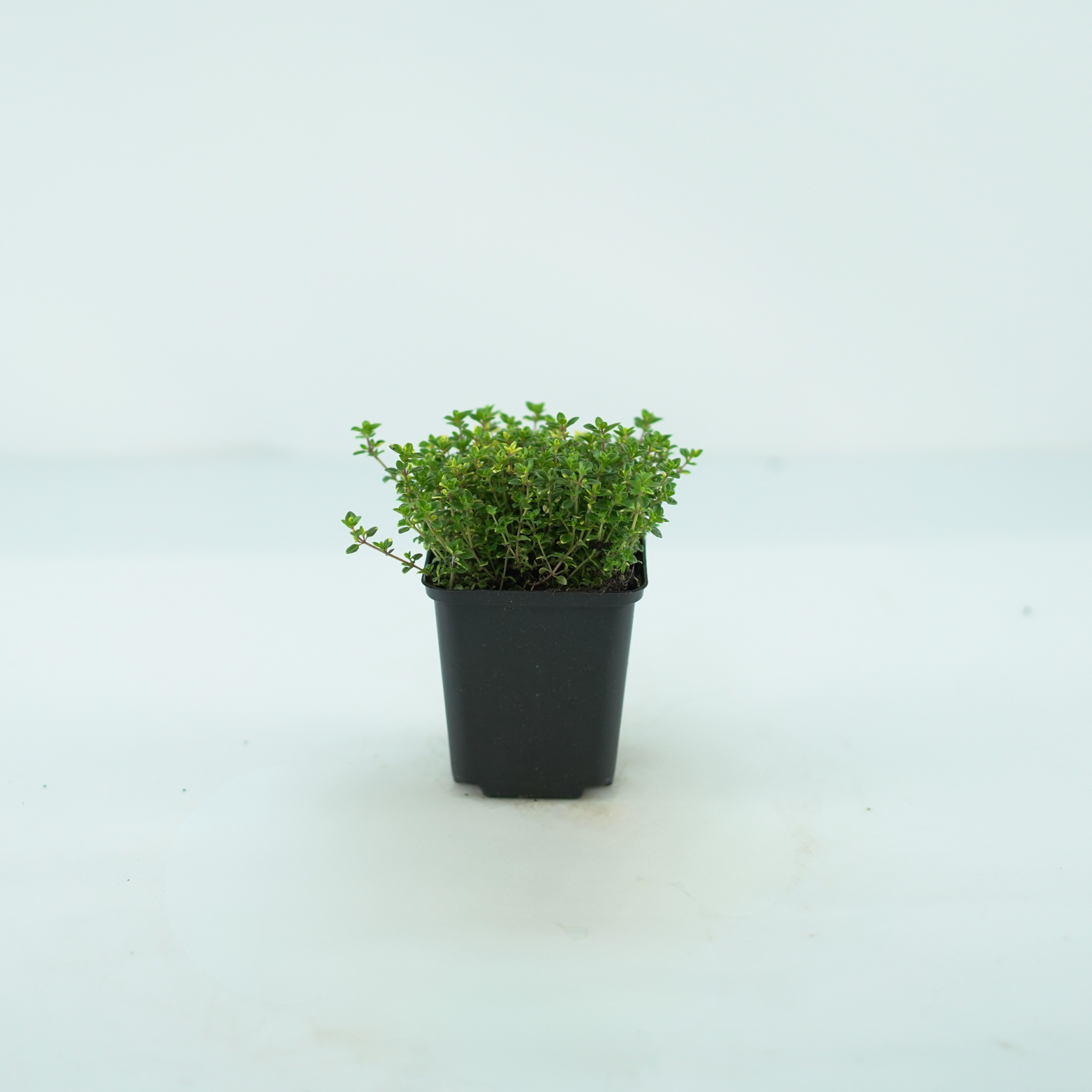 THYMUS CITRIDORUS 'Done Volley' Tymianek cytrynowy