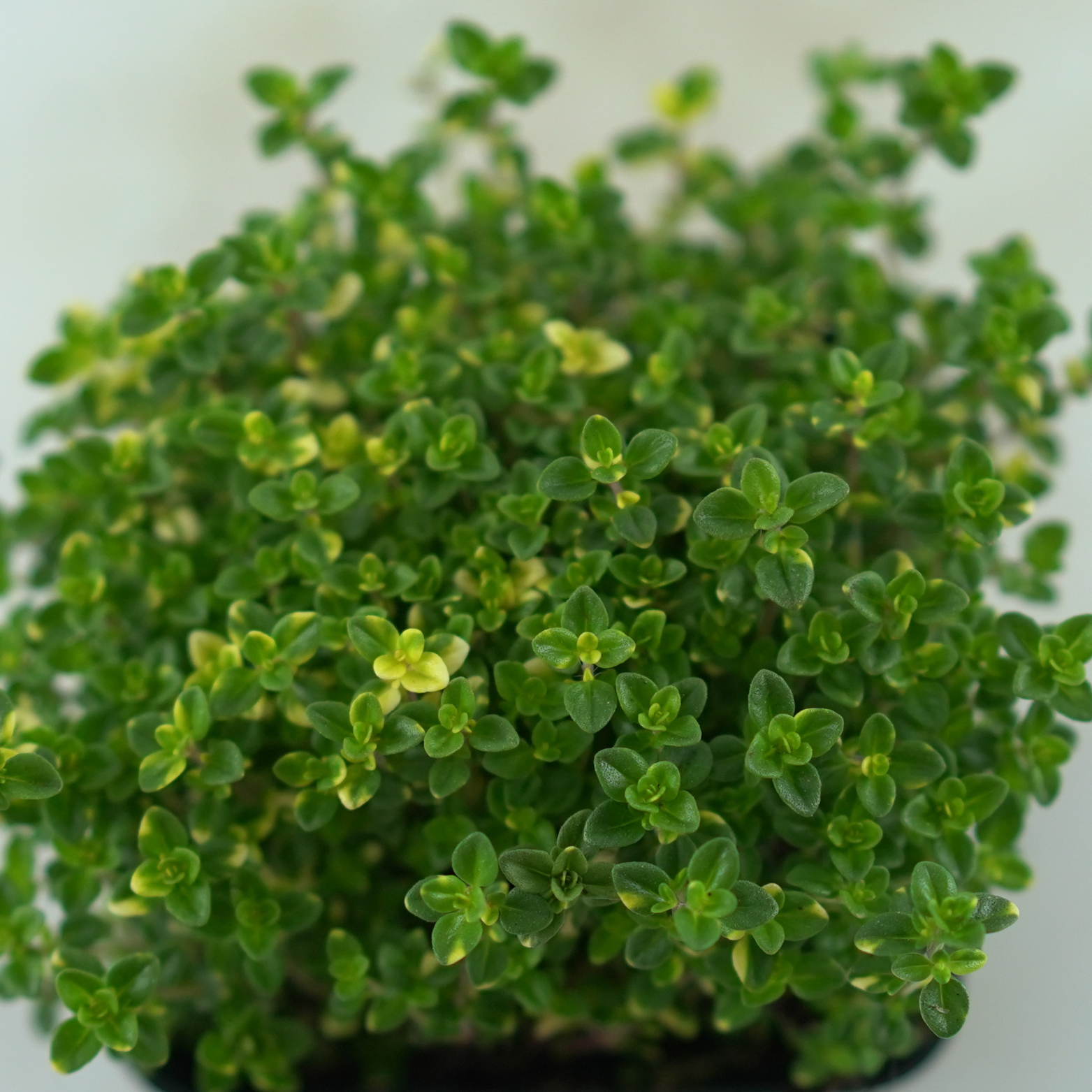 THYMUS CITRIDORUS 'Done Volley' Tymianek cytrynowy