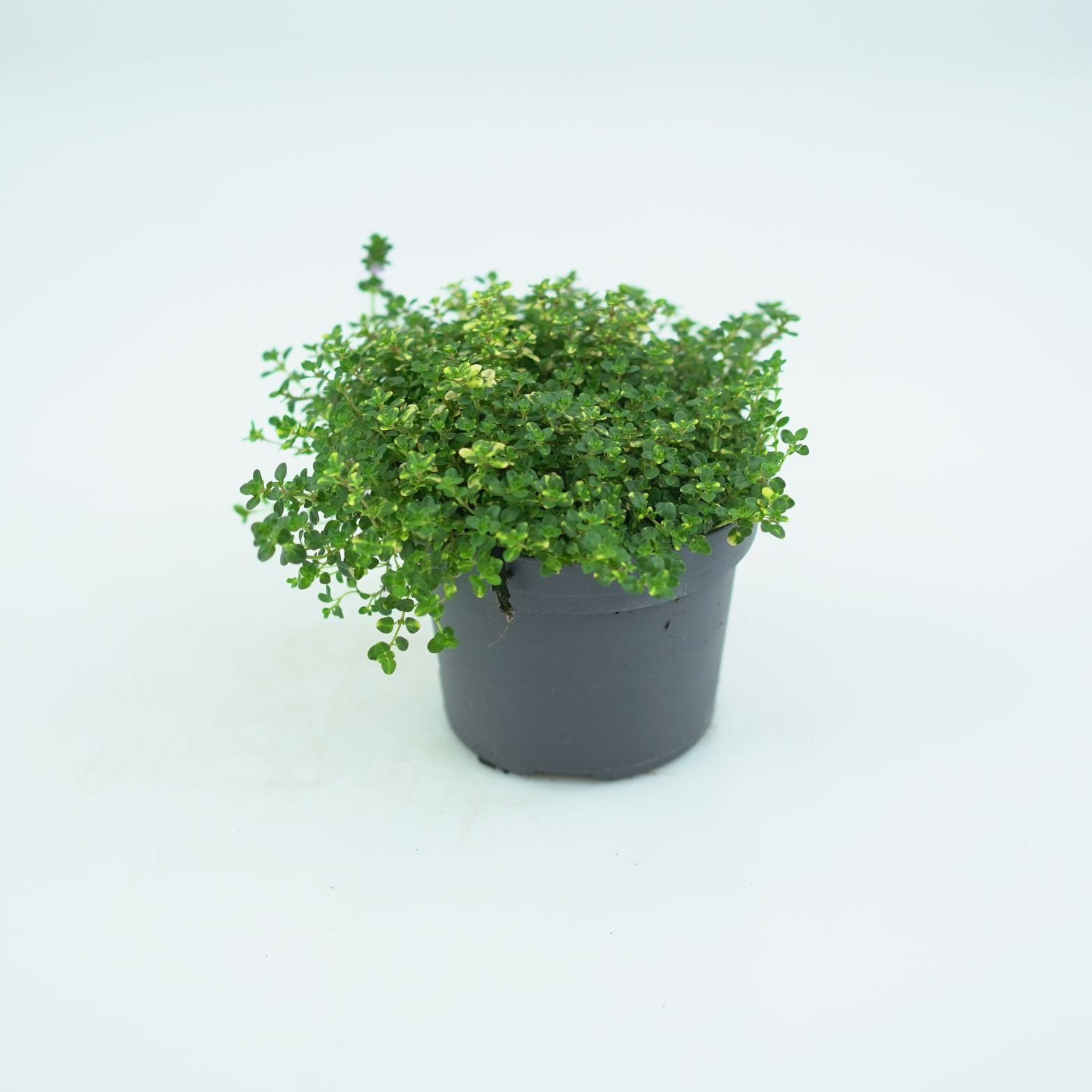THYMUS CITRIDORUS 'Done Volley' Tymianek cytrynowy