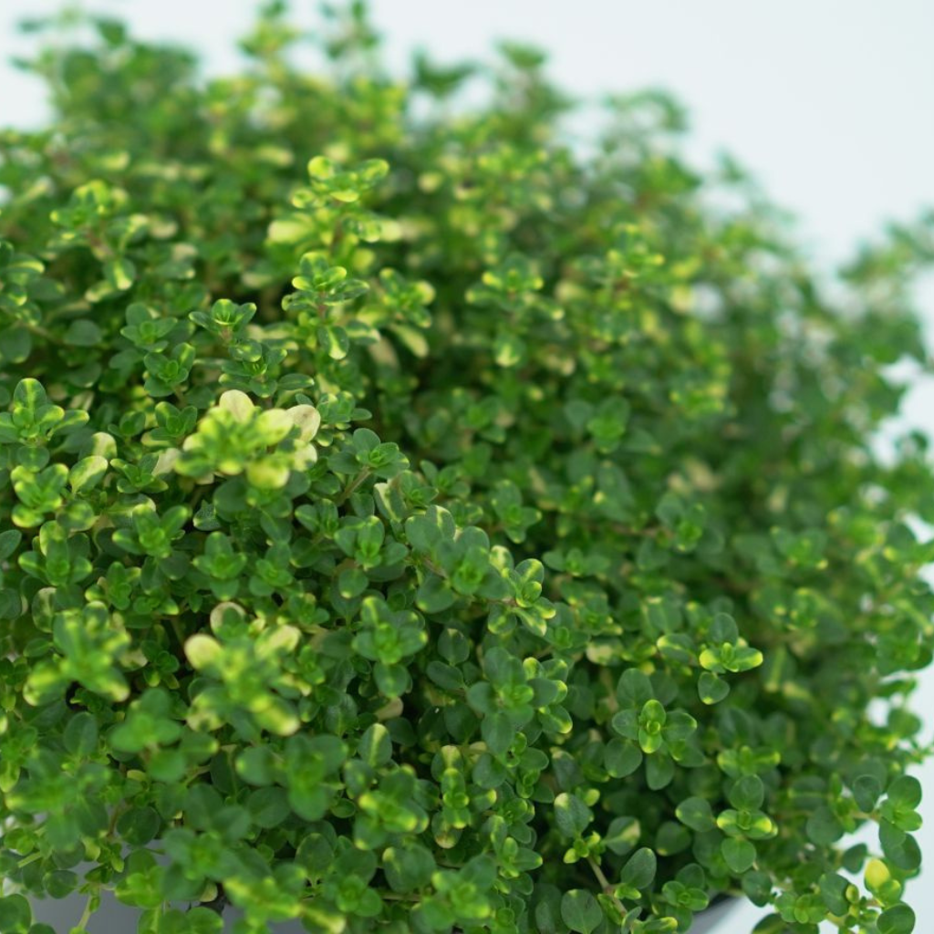 THYMUS CITRIDORUS Tymianek cytrynowy