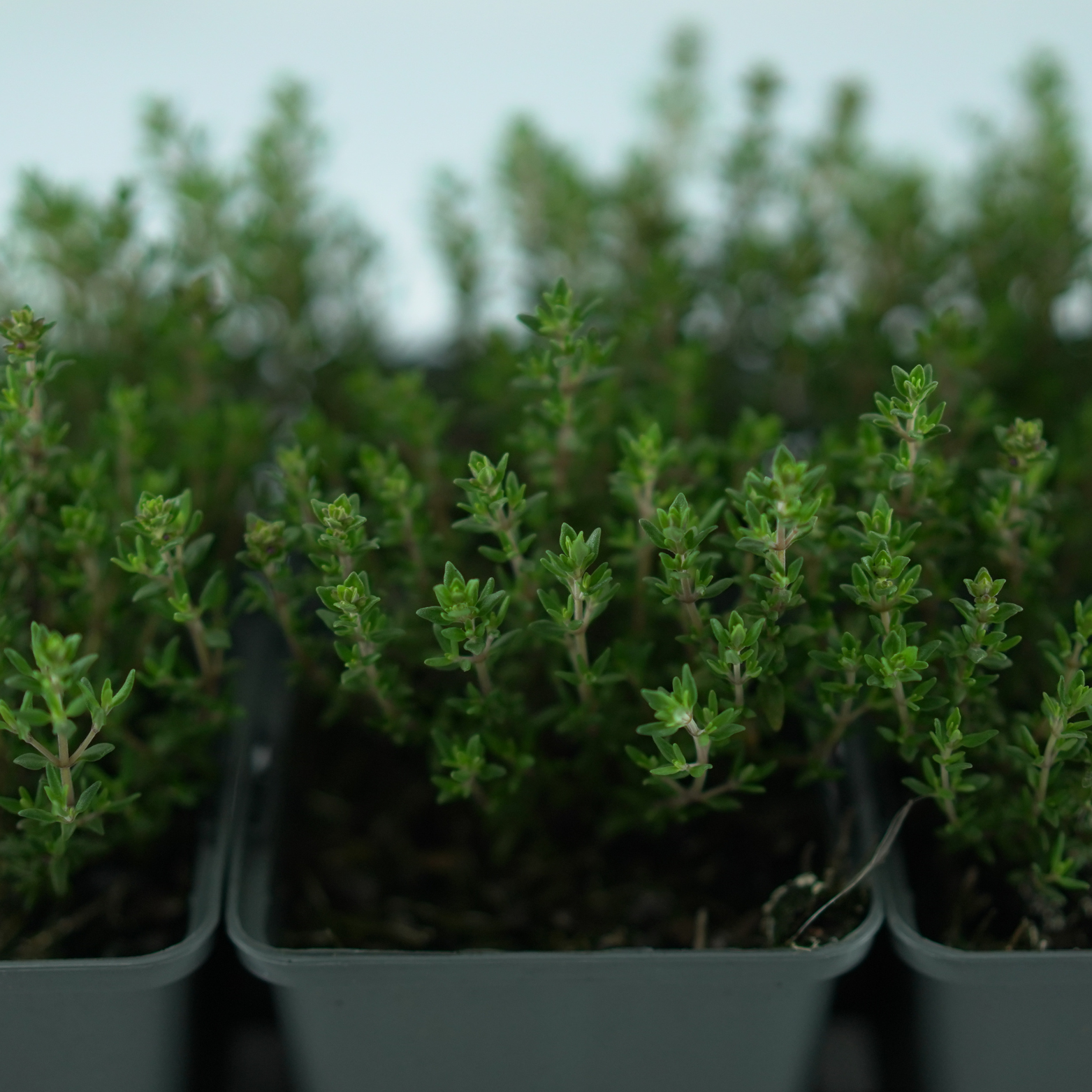 THYMUS VULGARIS Tymianek