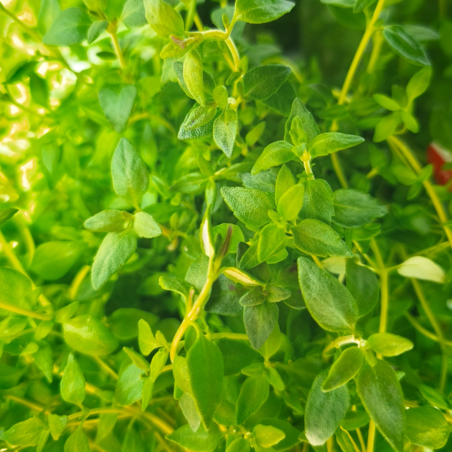 THYMUS VULGARIS Tymianek