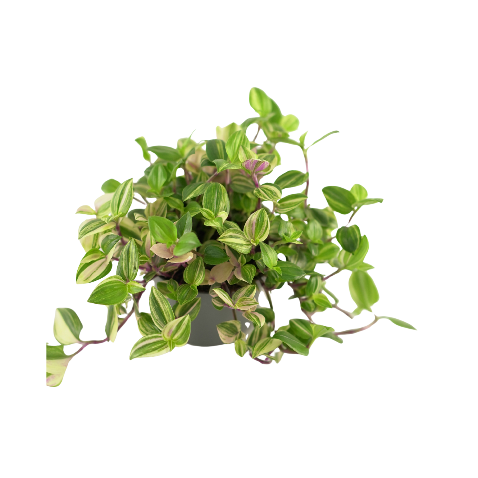 TRADESCANTIA FLUMlNENSIS 'QUADRICOLOR' Trzykrotka