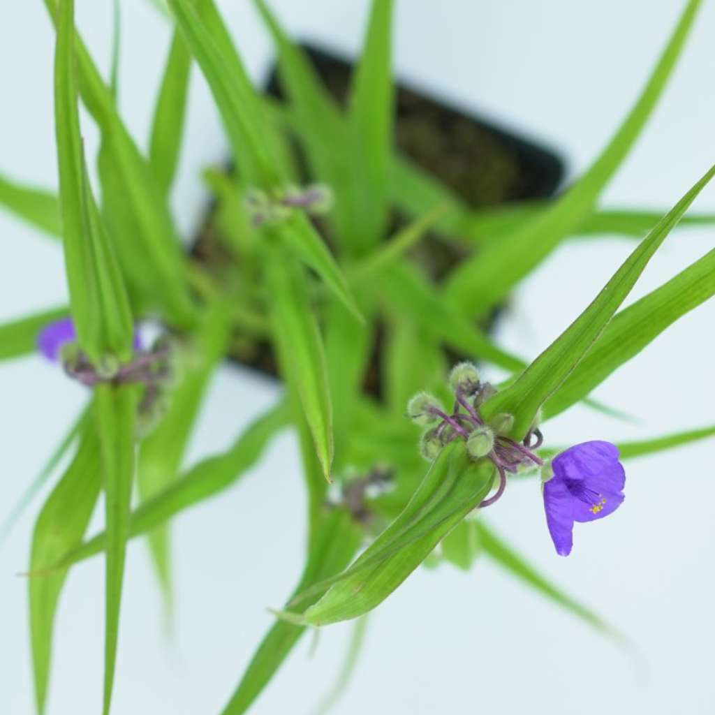 TRADESCANTIA VIRGINIANA Trzykrotka wirginijska