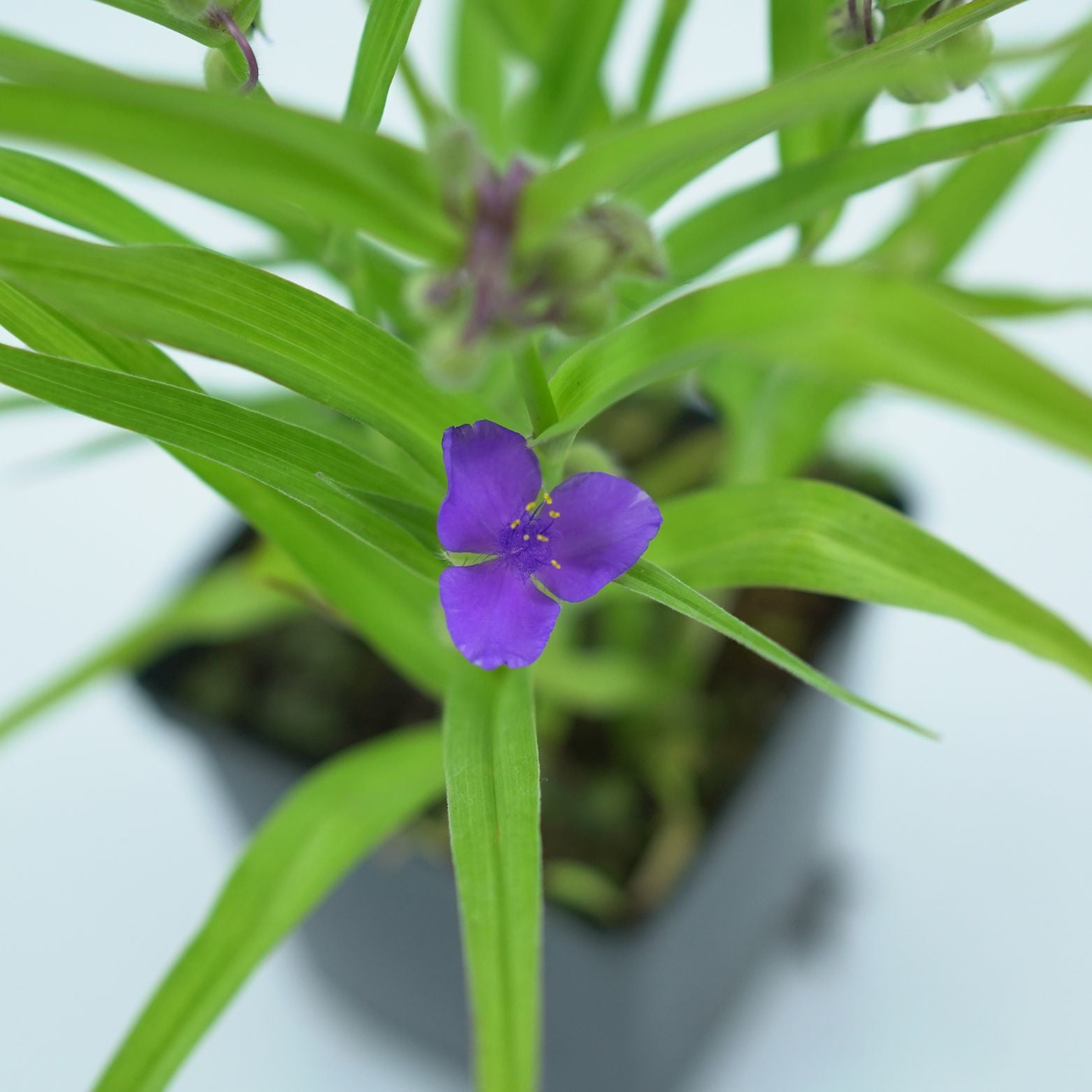 TRADESCANTIA VIRGINIANA Trzykrotka wirginijska