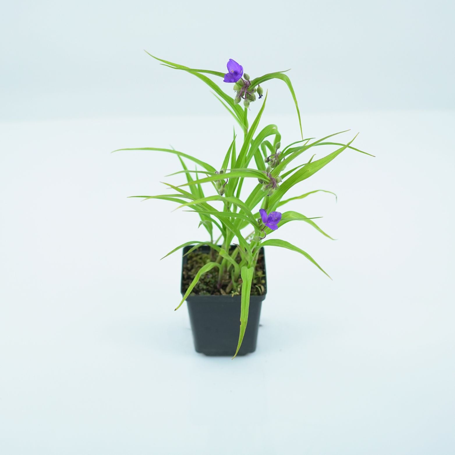 TRADESCANTIA VIRGINIANA Trzykrotka wirginijska