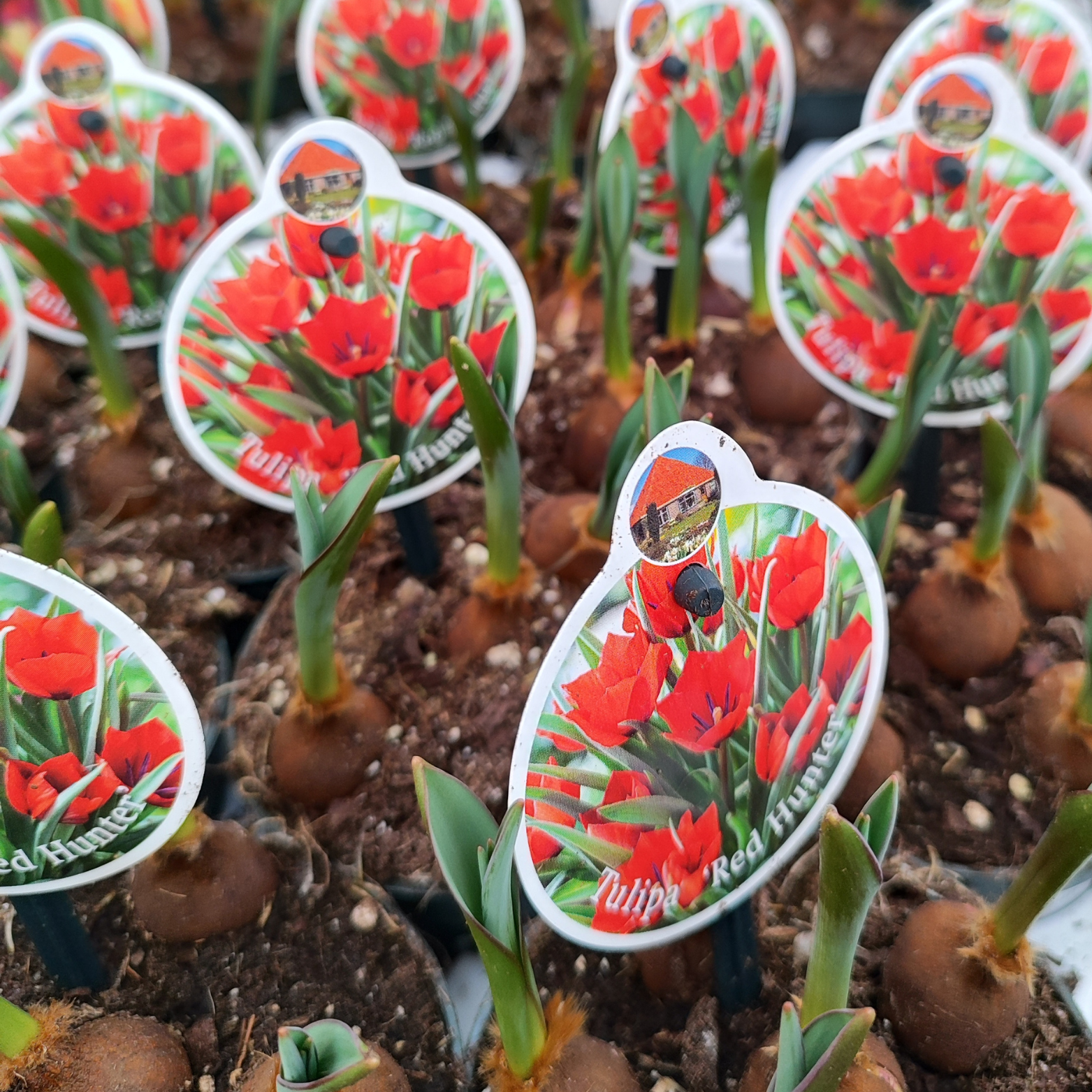 TULIPA 'RED HUNTER' Tulipan