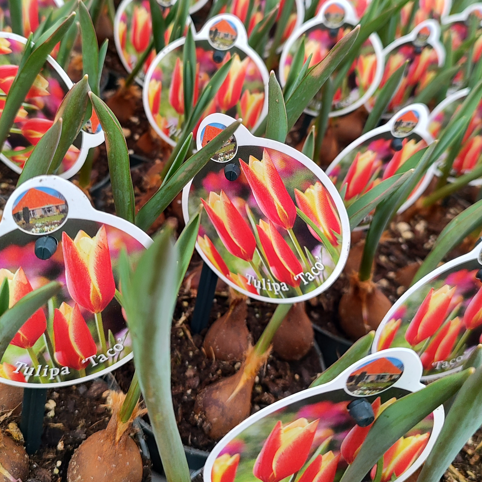 TULIPA 'TACO' Tulipan
