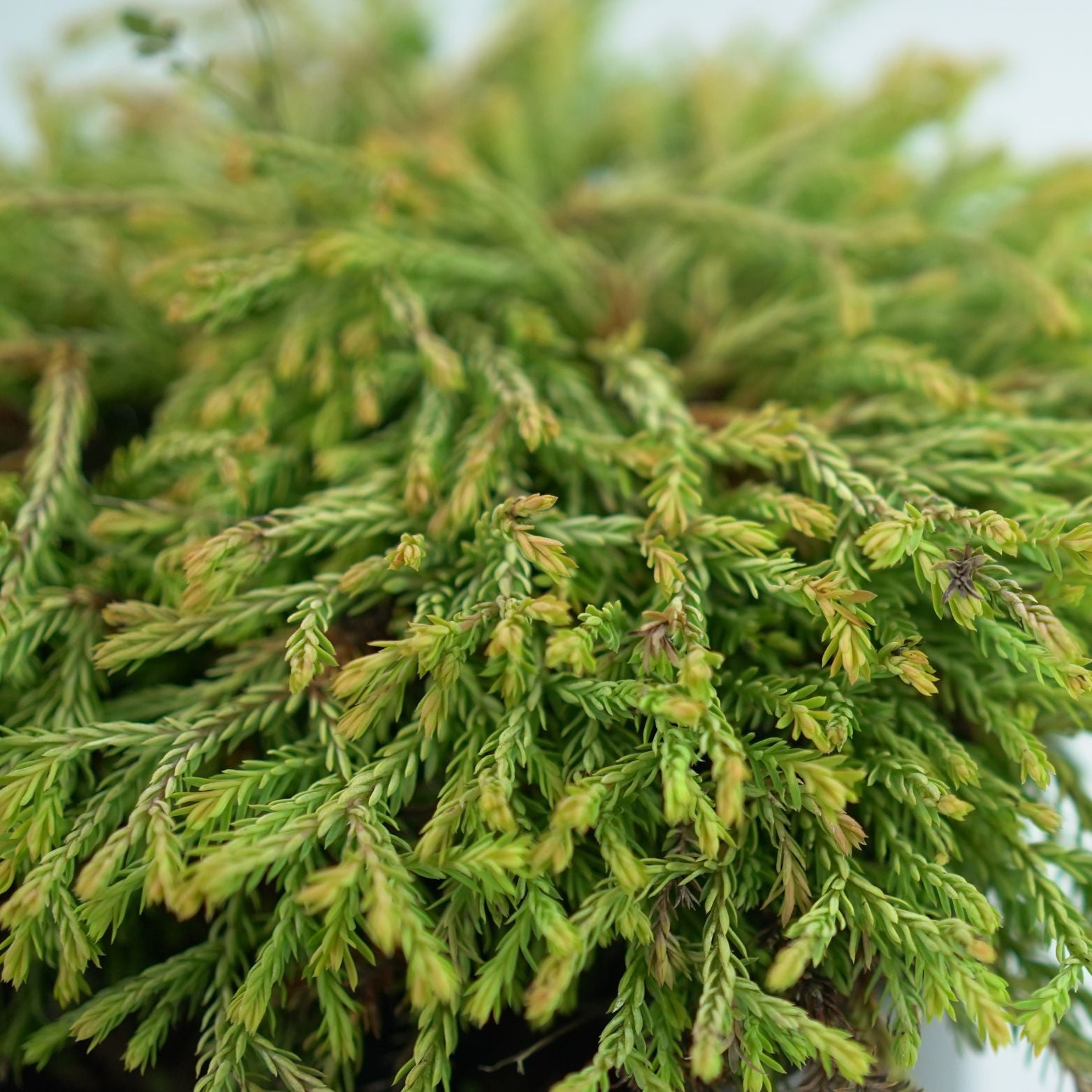 THUJA OCCIDENTALIS 'GOLDEN TUFFET' Żywotnik Zachodni