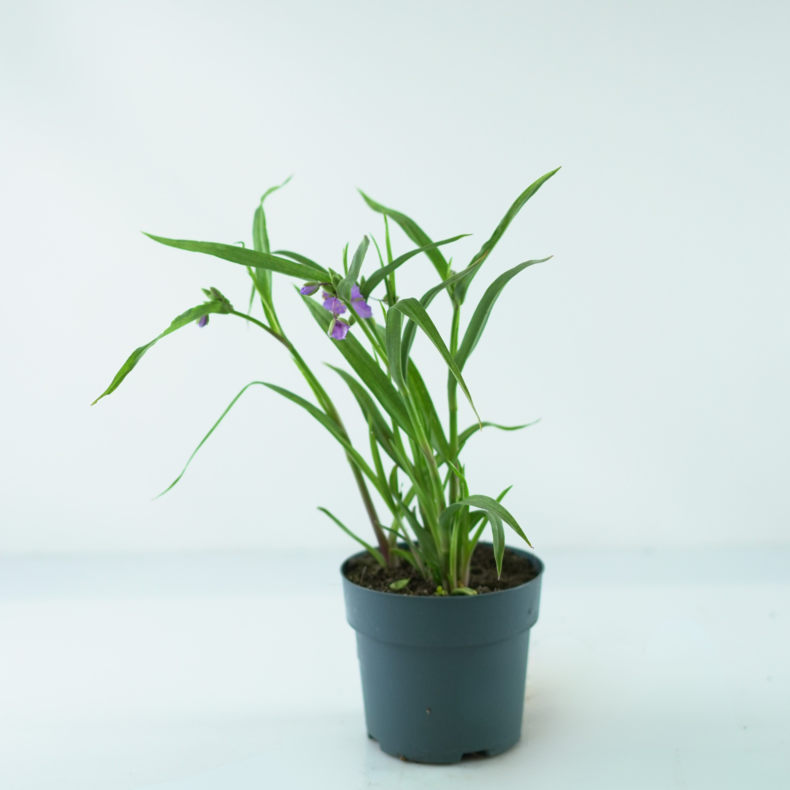 TRADESCANTIA ANDERSONIANA 'BLUE STONE' Trzykrotka