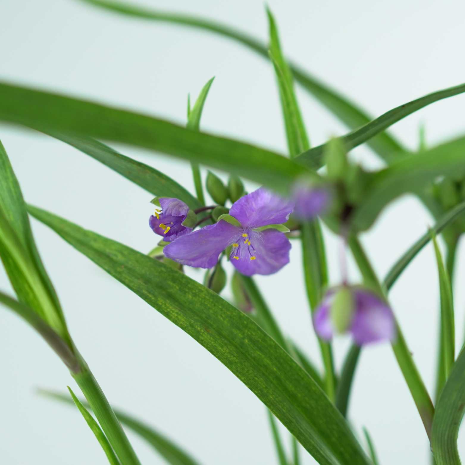 TRADESCANTIA ANDERSONIANA 'BLUE STONE' Trzykrotka