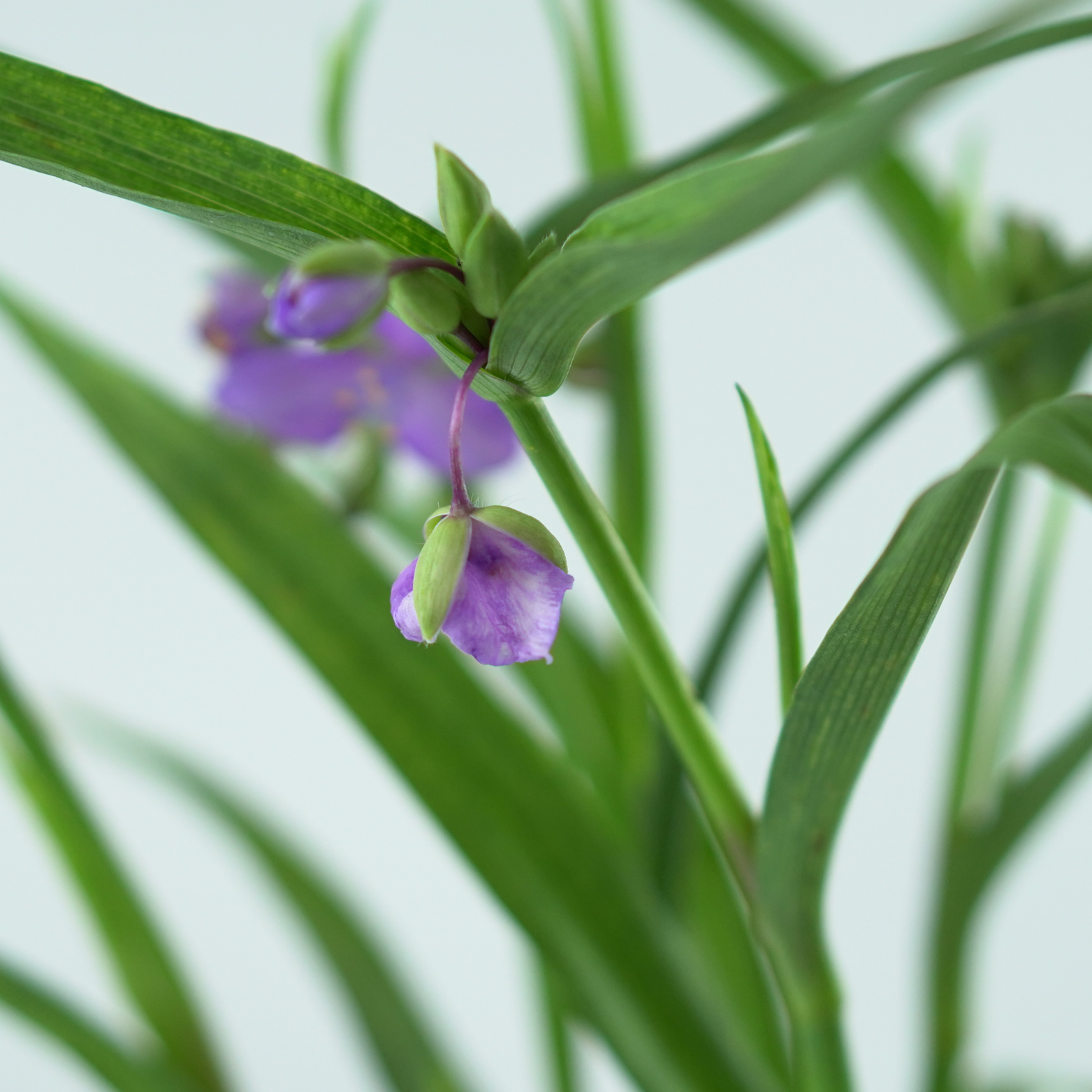 TRADESCANTIA ANDERSONIANA 'BLUE STONE' Trzykrotka